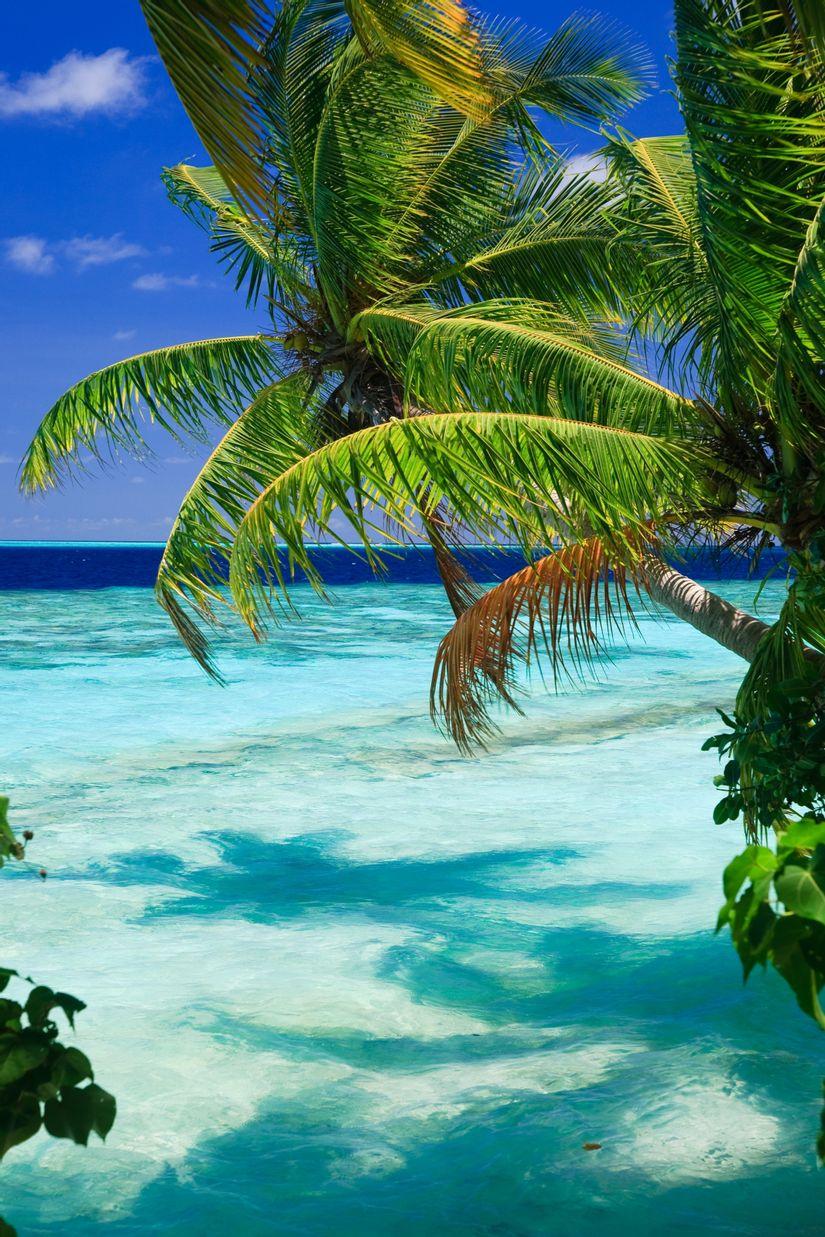 825x1237 Tropical Paradise At Maldives With Palms And Blue Sky Mural Your Way