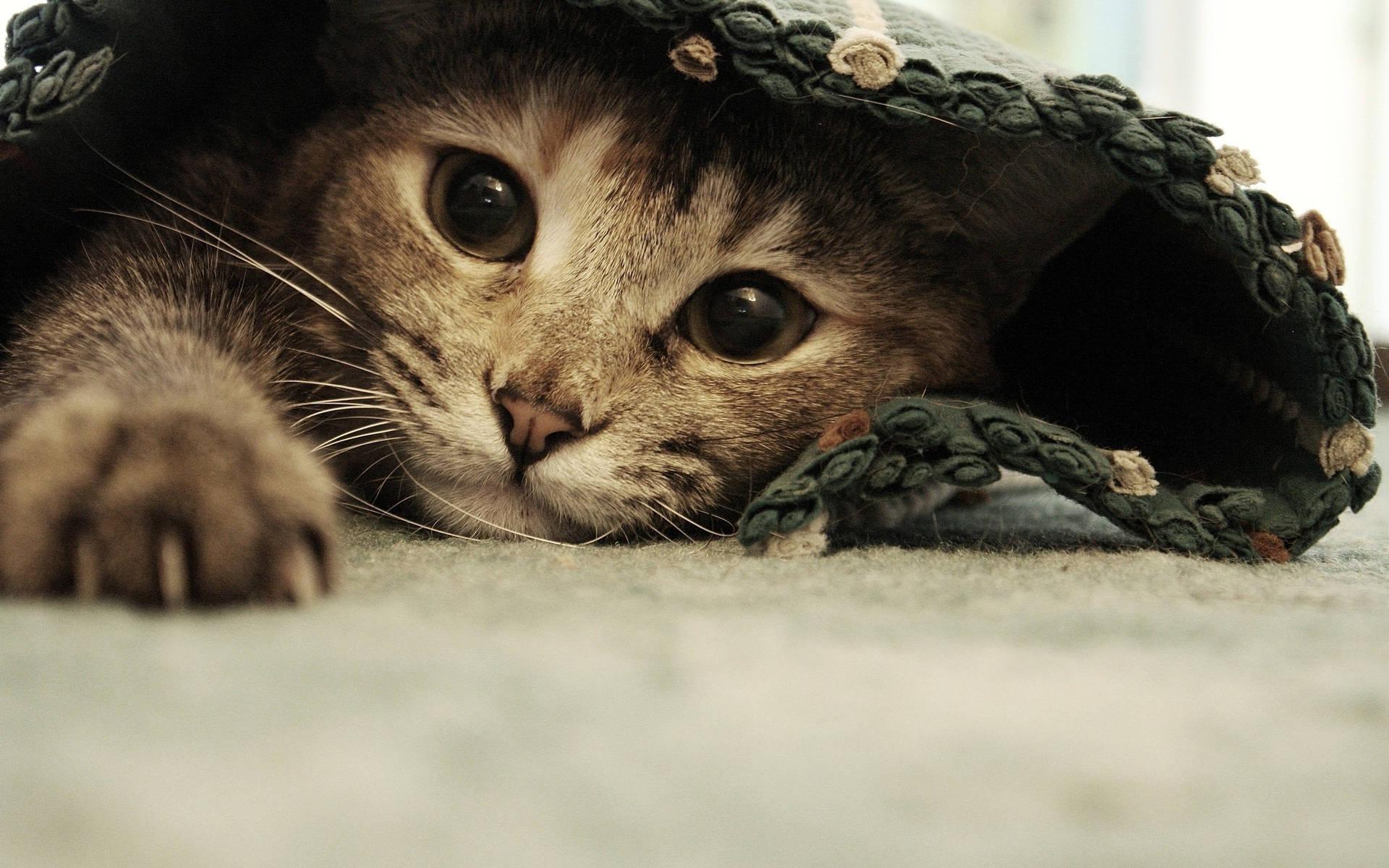 1920x1200 Cat Wallpaper