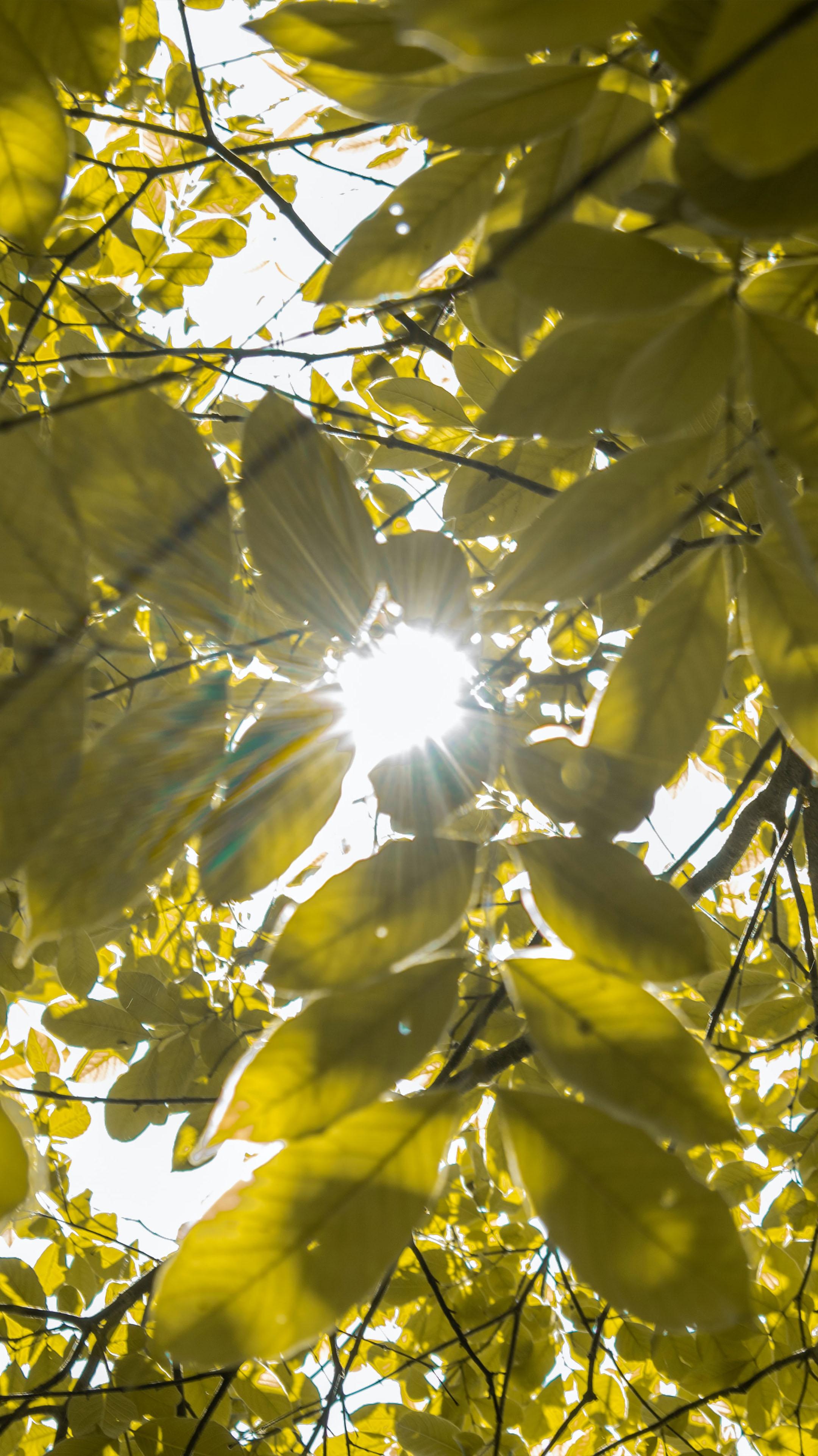 2160x3840 Sunny Day Tree Leaves Sunlight 4K Ultra HD Mobile Wallpaper for iPhone & Android