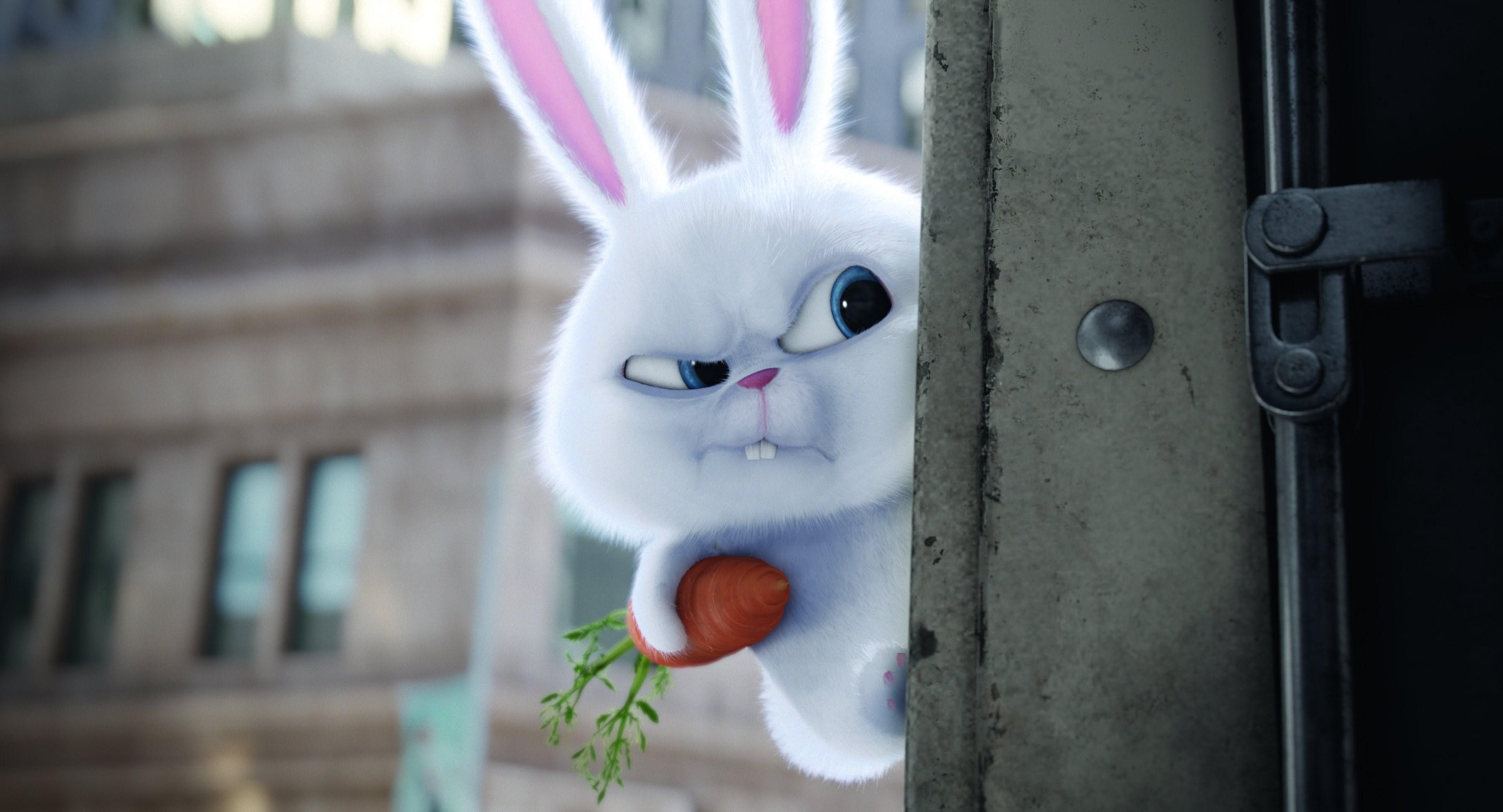 3600x1946 wallpaper free the secret life of pets Gallery HD Wallpaper