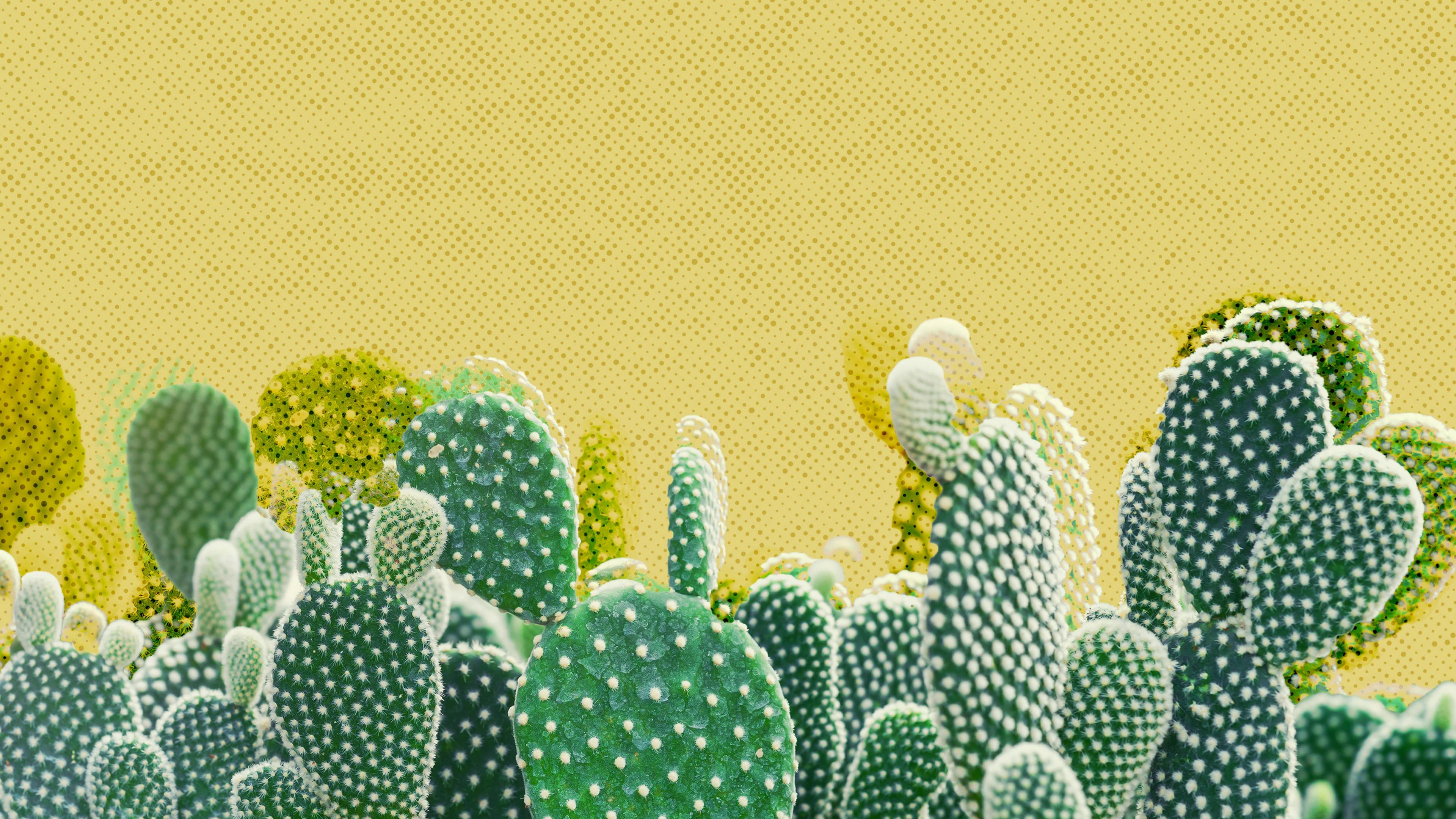 3840x2160 Download Clean Western Aesthetic Cacti Wallpaper