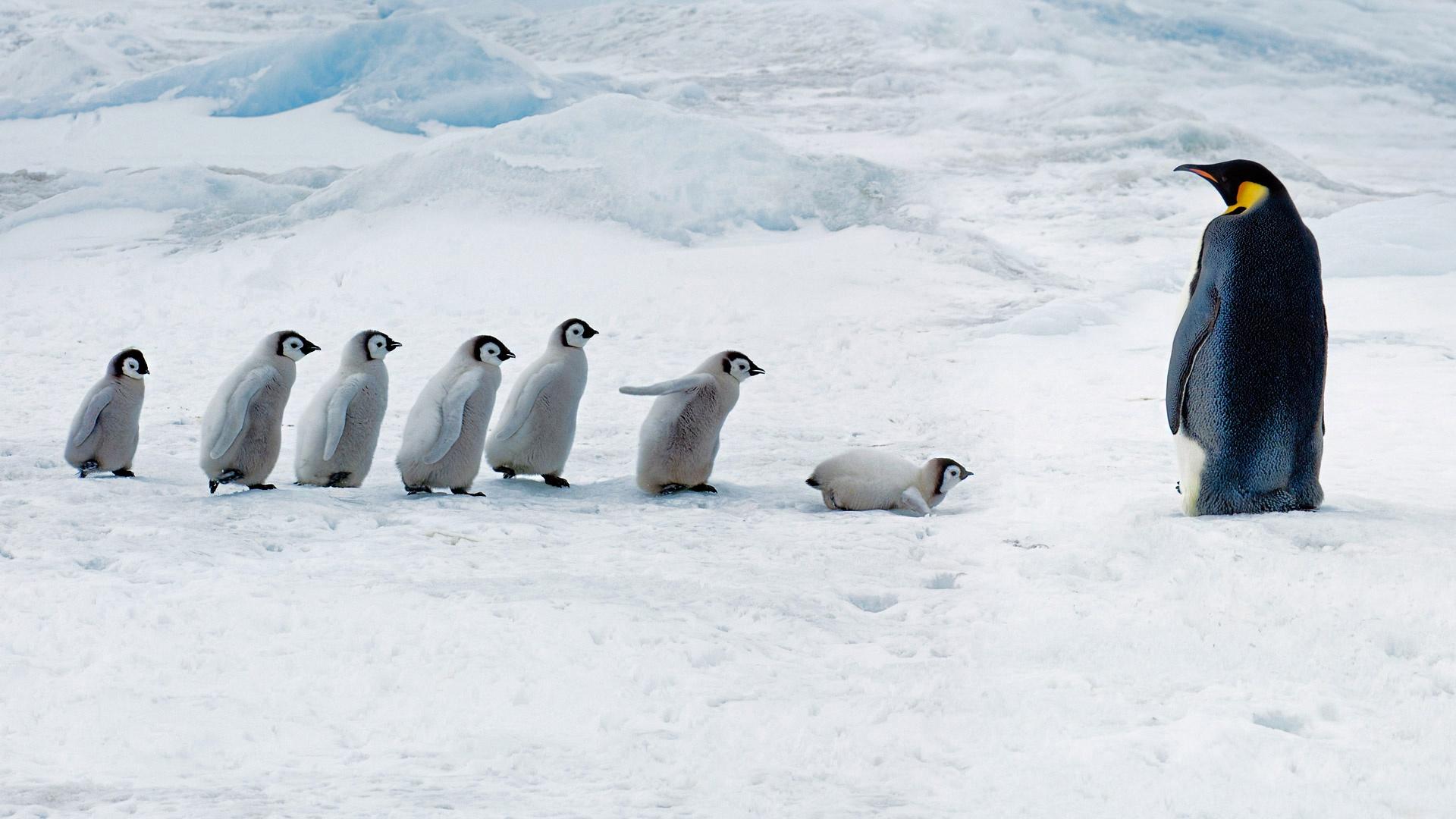 1920x1080 Penguin HD Wallpaper and Background