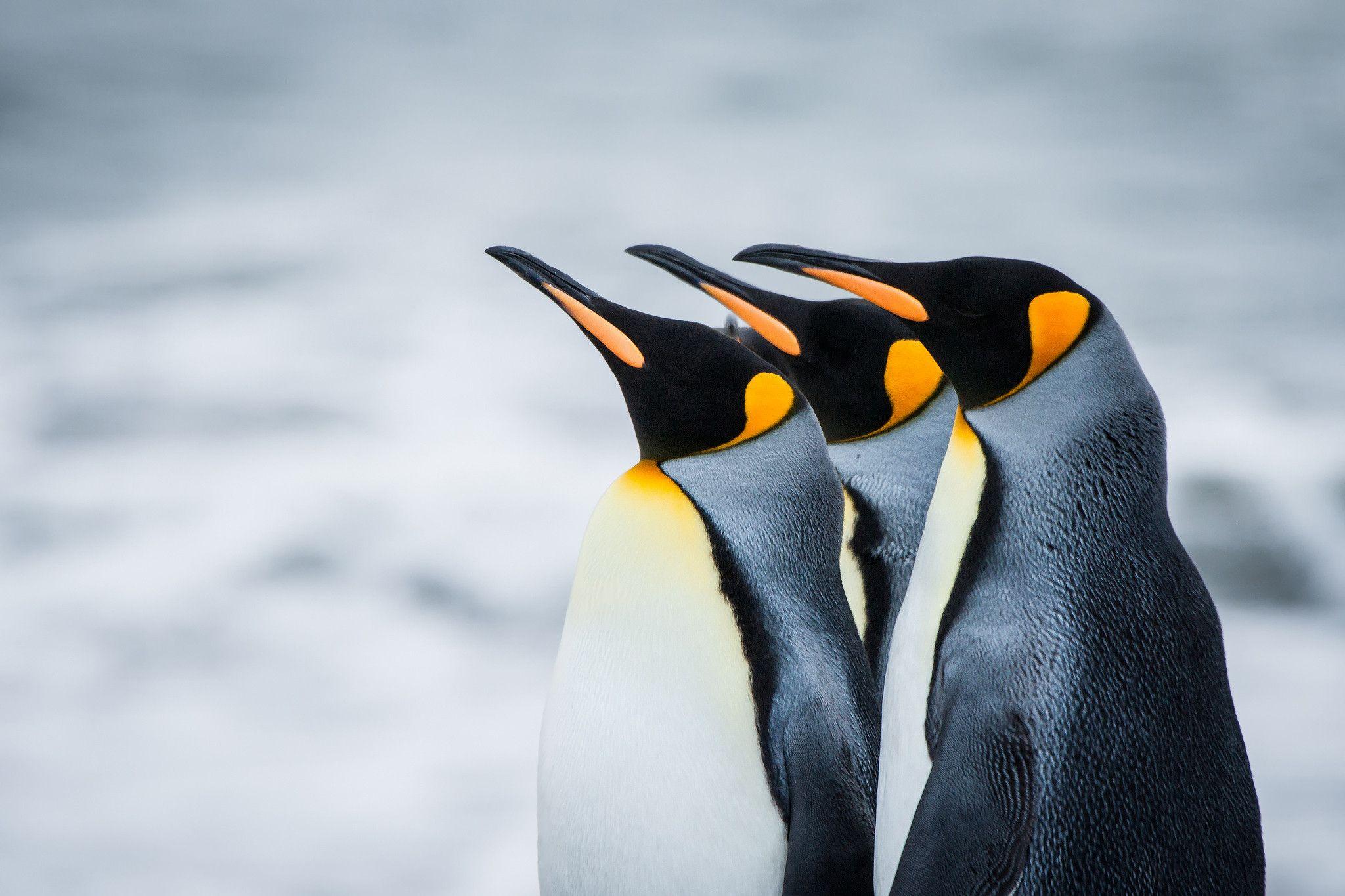 2048x1365 Penguin Wallpaper