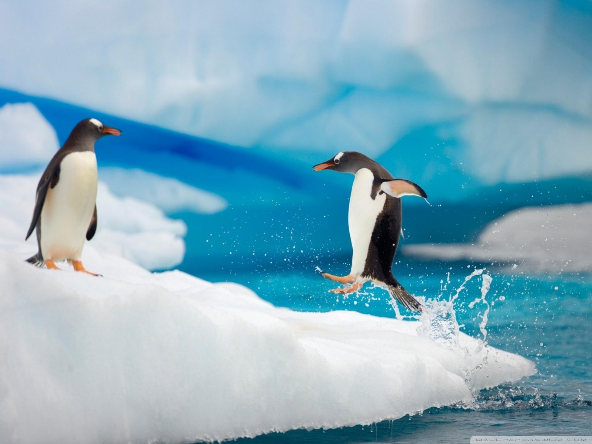 1920x1440 Penguin Jumping Ultra HD Desktop Background Wallpaper for 4K UHD TV : Multi Display, Dual Monitor : Tablet