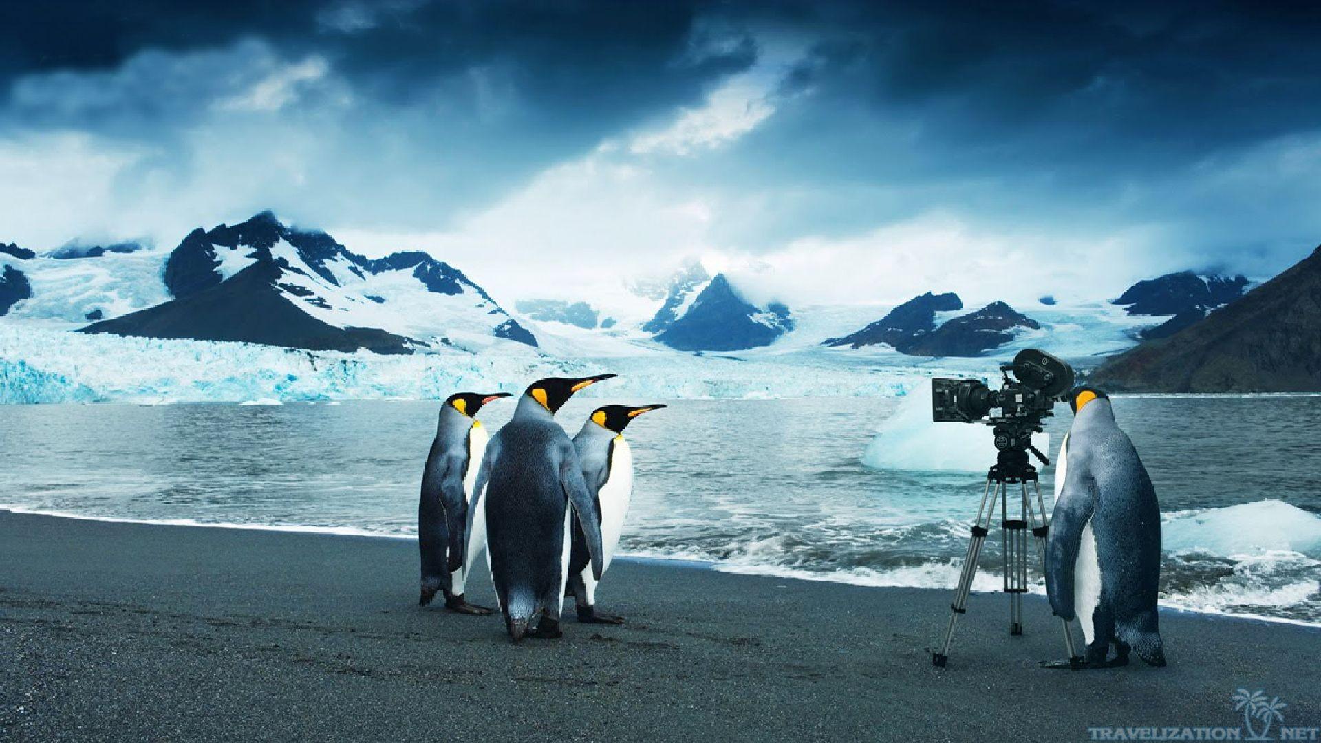 1920x1080 Pittsburgh Penguins HD desktop wallpaper : Widescreen : High Image Of Penguins Wallpaper Wallpaper)