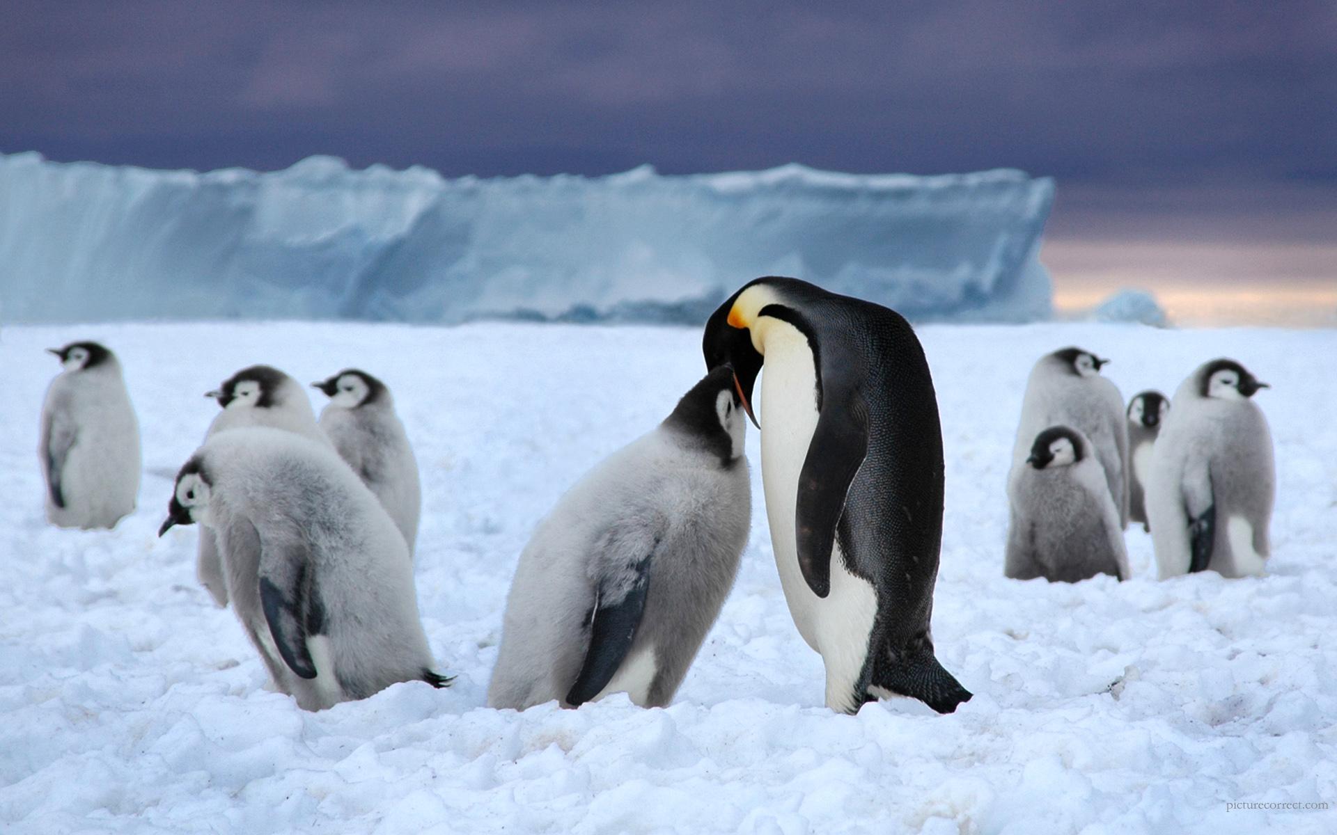 1920x1200 Download Penguin wallpaper for mobile phone, free Penguin HD picture