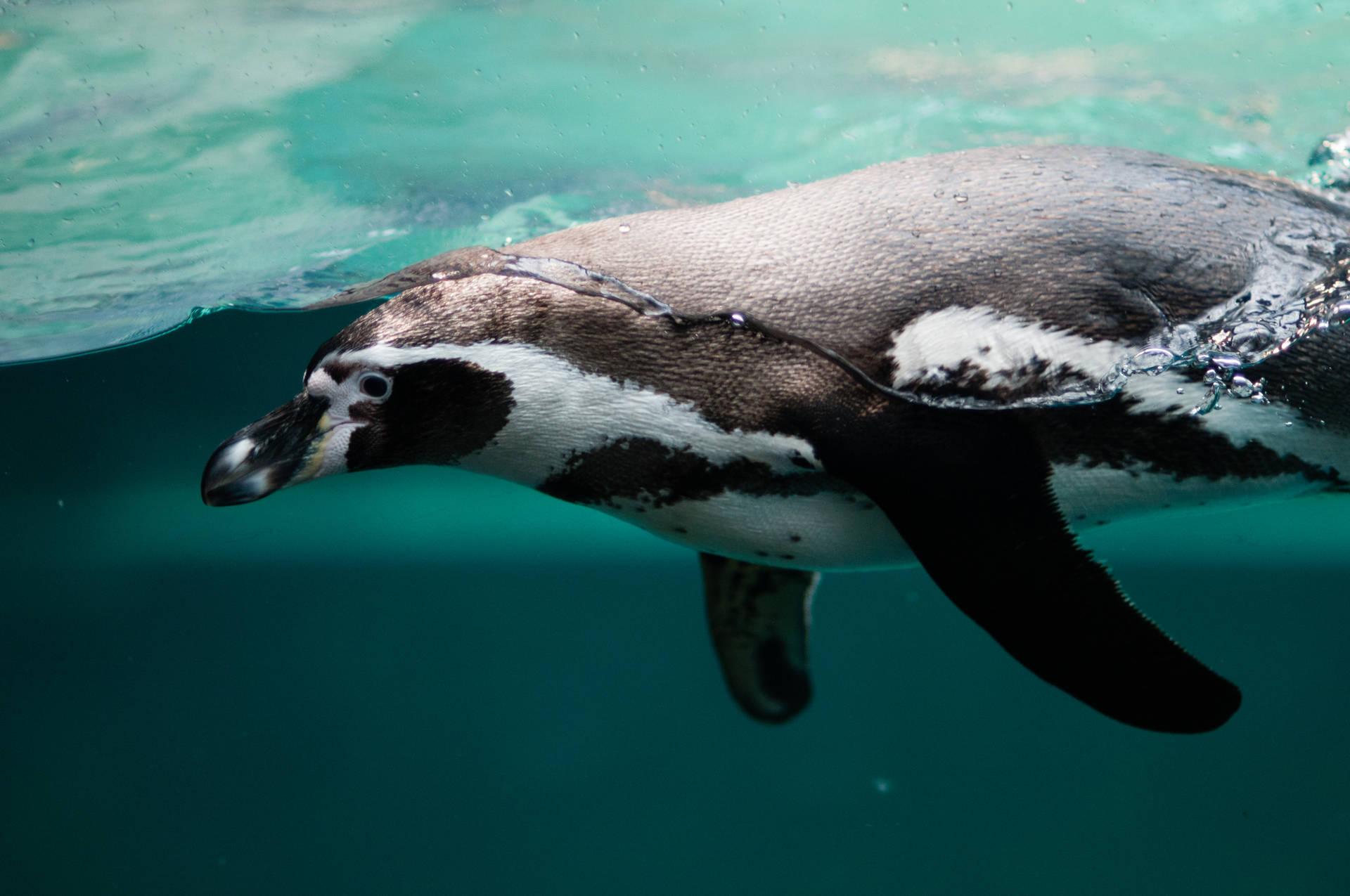 1920x1275 Free Penguin Wallpaper Downloads, Penguin Wallpaper for FREE