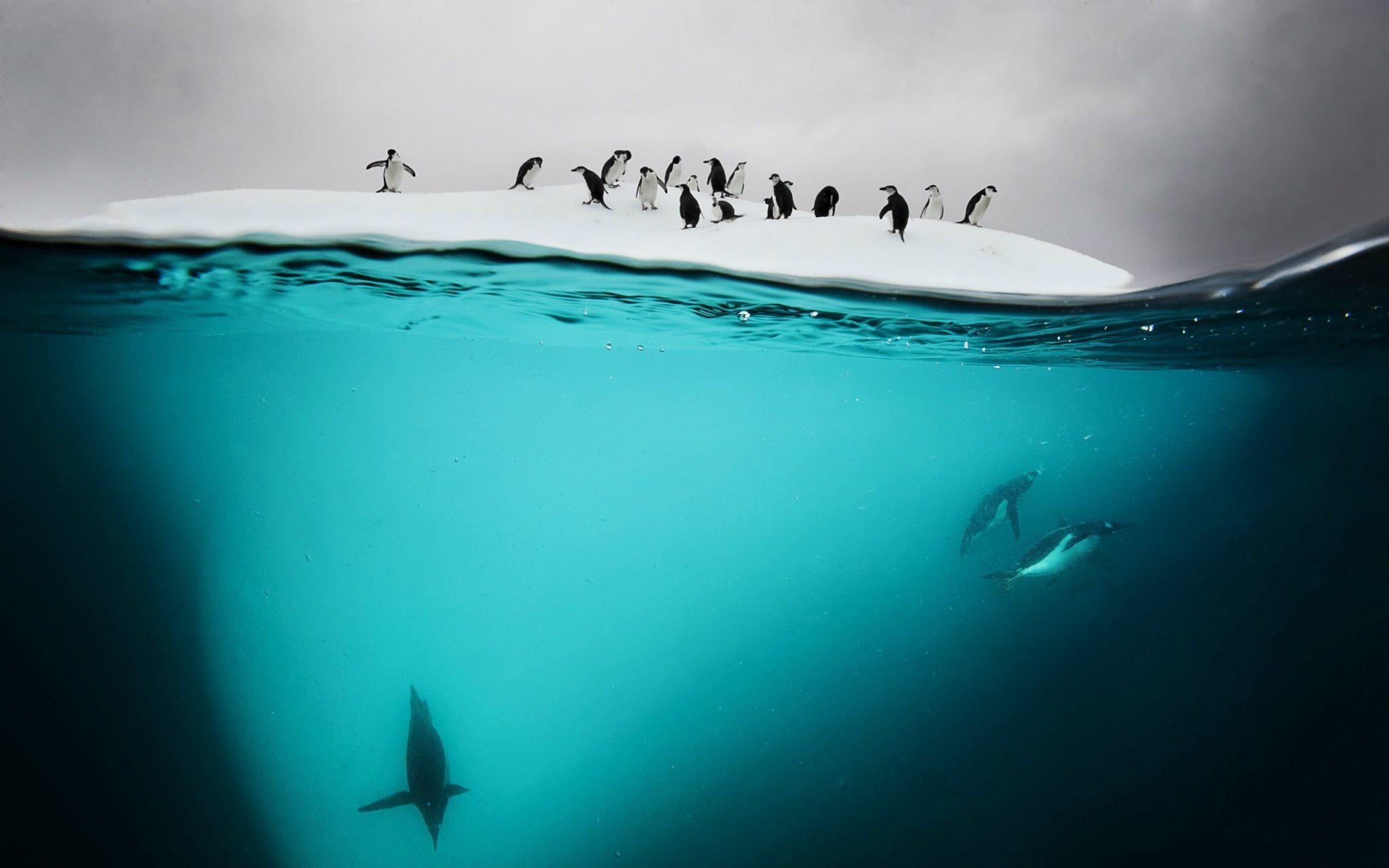 2048x1280 Penguin HD Wallpaper Free