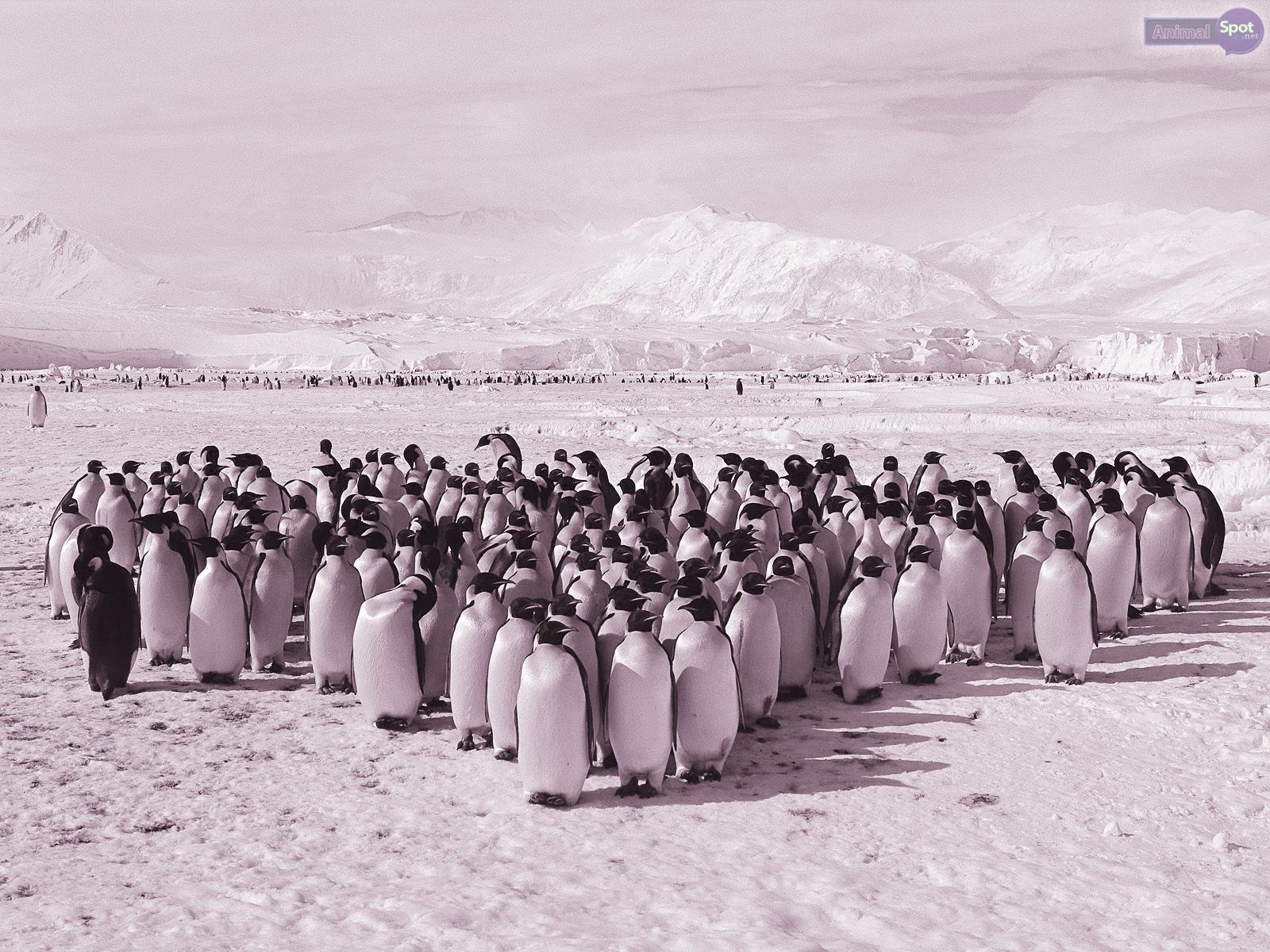 1600x1200 Penguin Wallpaper