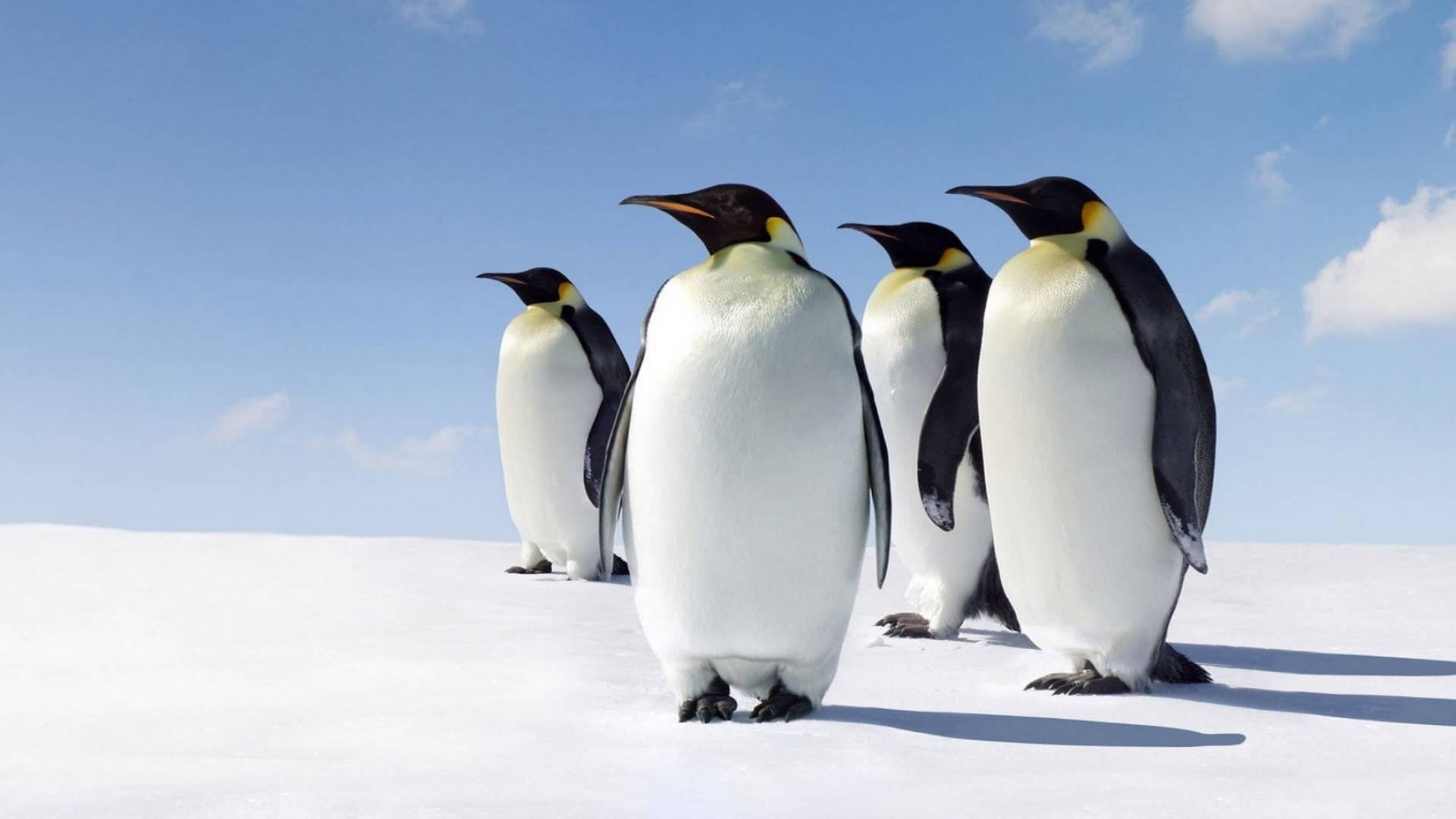 1920x1080 Free Penguin Wallpaper Downloads, Penguin Wallpaper for FREE