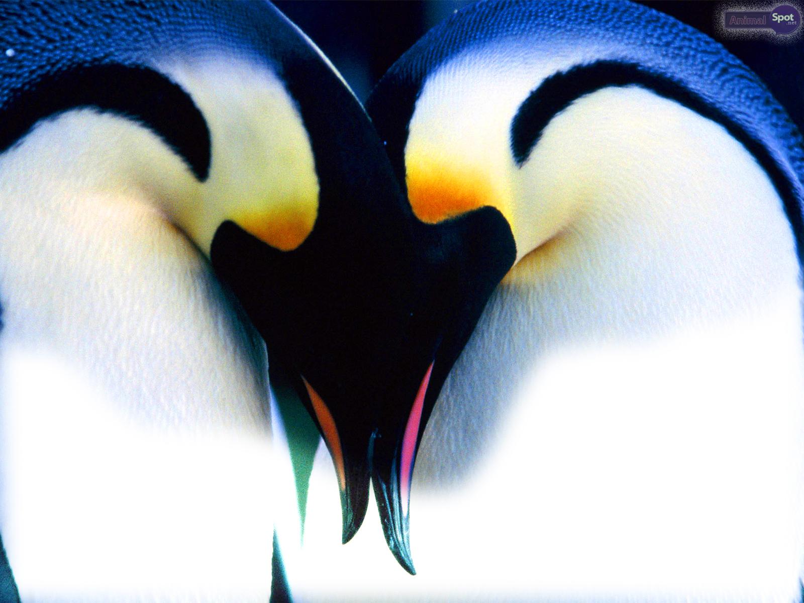1600x1200 Penguin Wallpaper