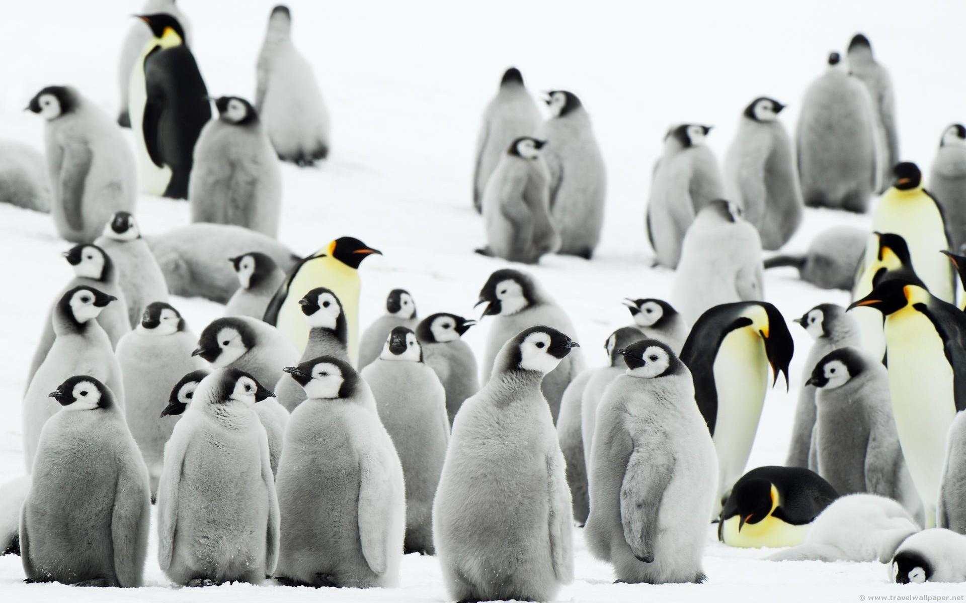 1920x1200 snow, Birds, Penguins, Baby, Birds Wallpaper HD / Desktop and Mobile Background