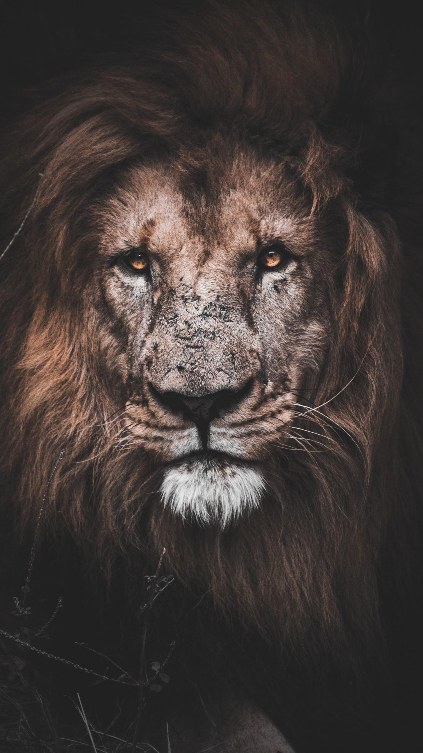 1440x2560 Download wallpaper 1440x2560 might lion, animal, muzzle, qhd samsung galaxy s s edge, note, lg g 1440x2560 HD background, 9947