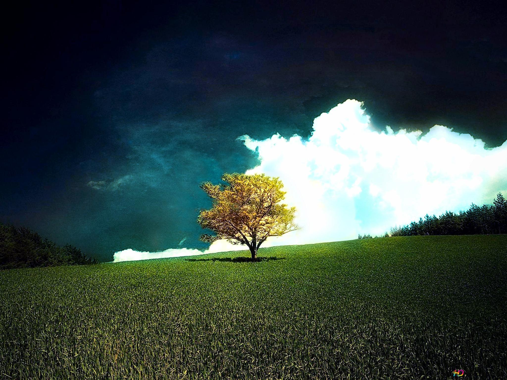 2048x1536 Lonely tree 2K wallpaper download