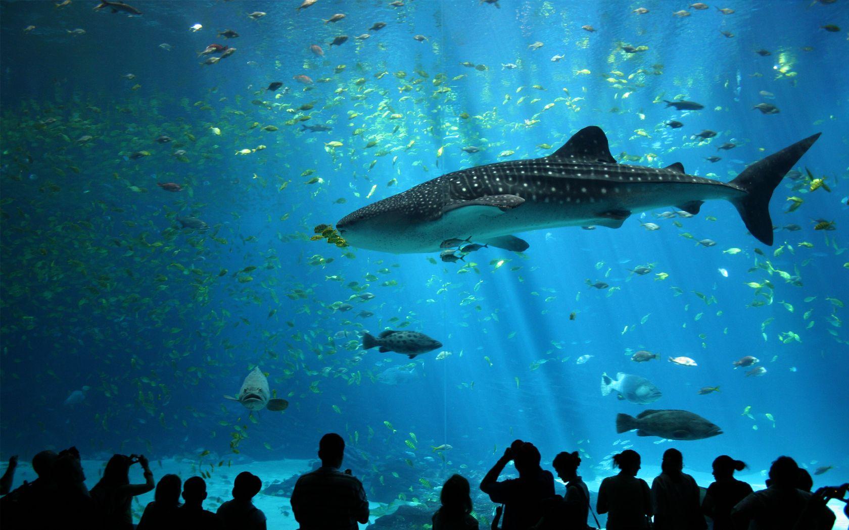 1680x1050 Download the Tanked Shark Wallpaper, Tanked Shark iPhone Wallpaper