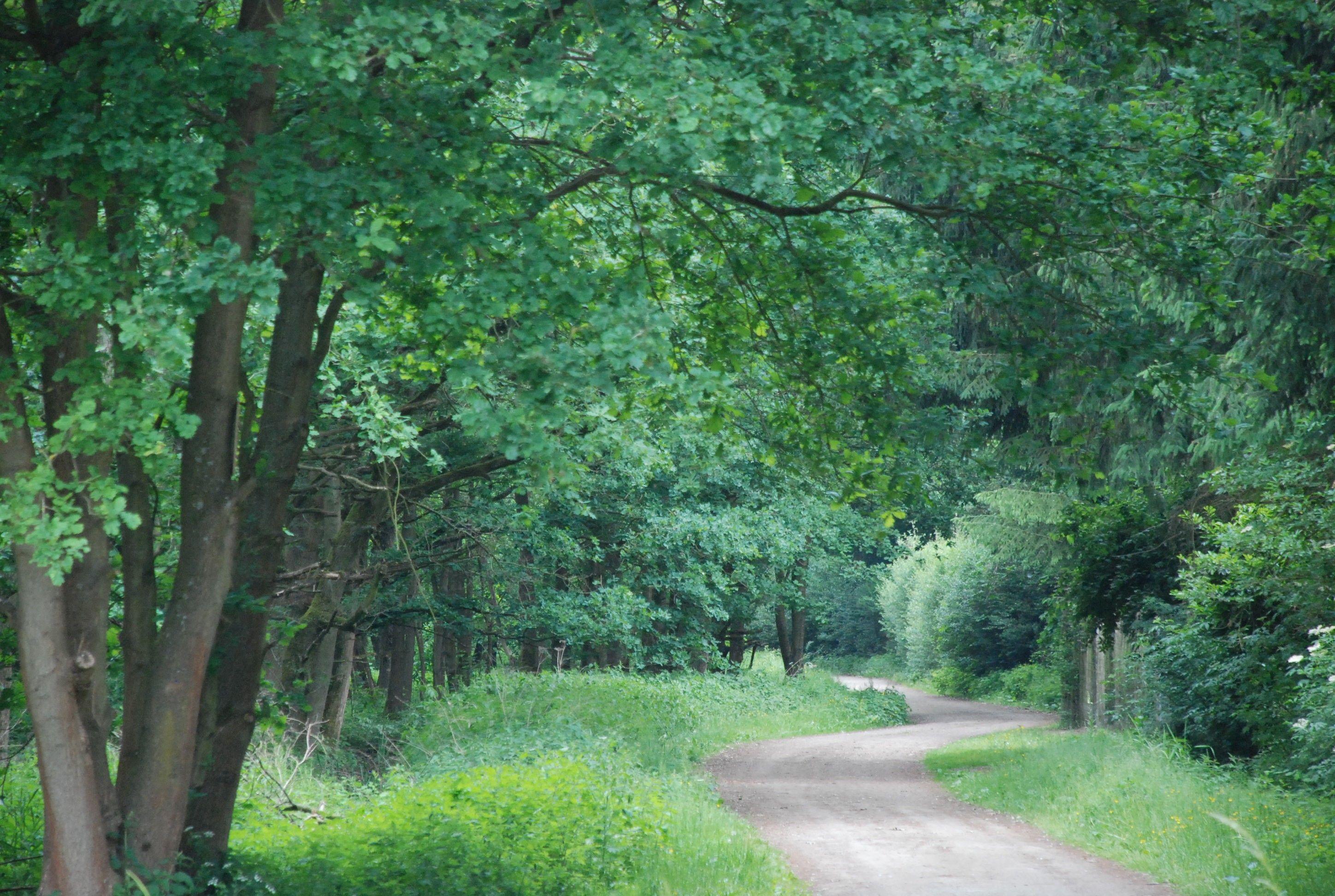 2896x1944 Forest: Greenery Forest Country Beautiful Peaceful HD Live Wallpaper
