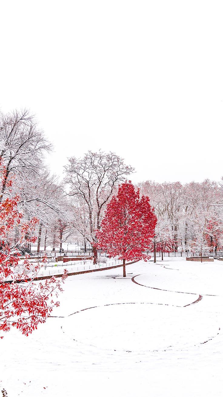736x1308 x Winter Wonderland iPhone Xs Wallpaper