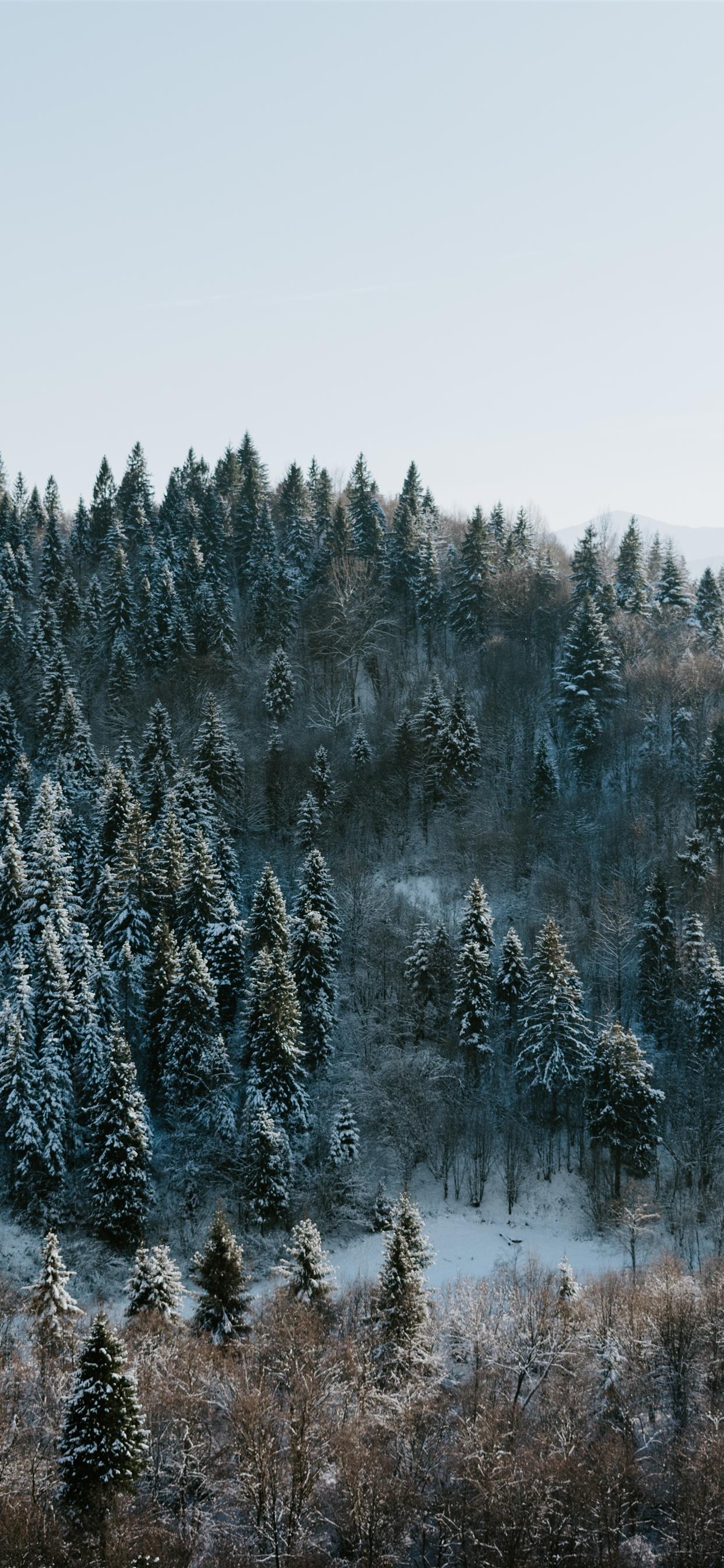 1242x2688 Winter wonderland iPhone Wallpaper Free Download