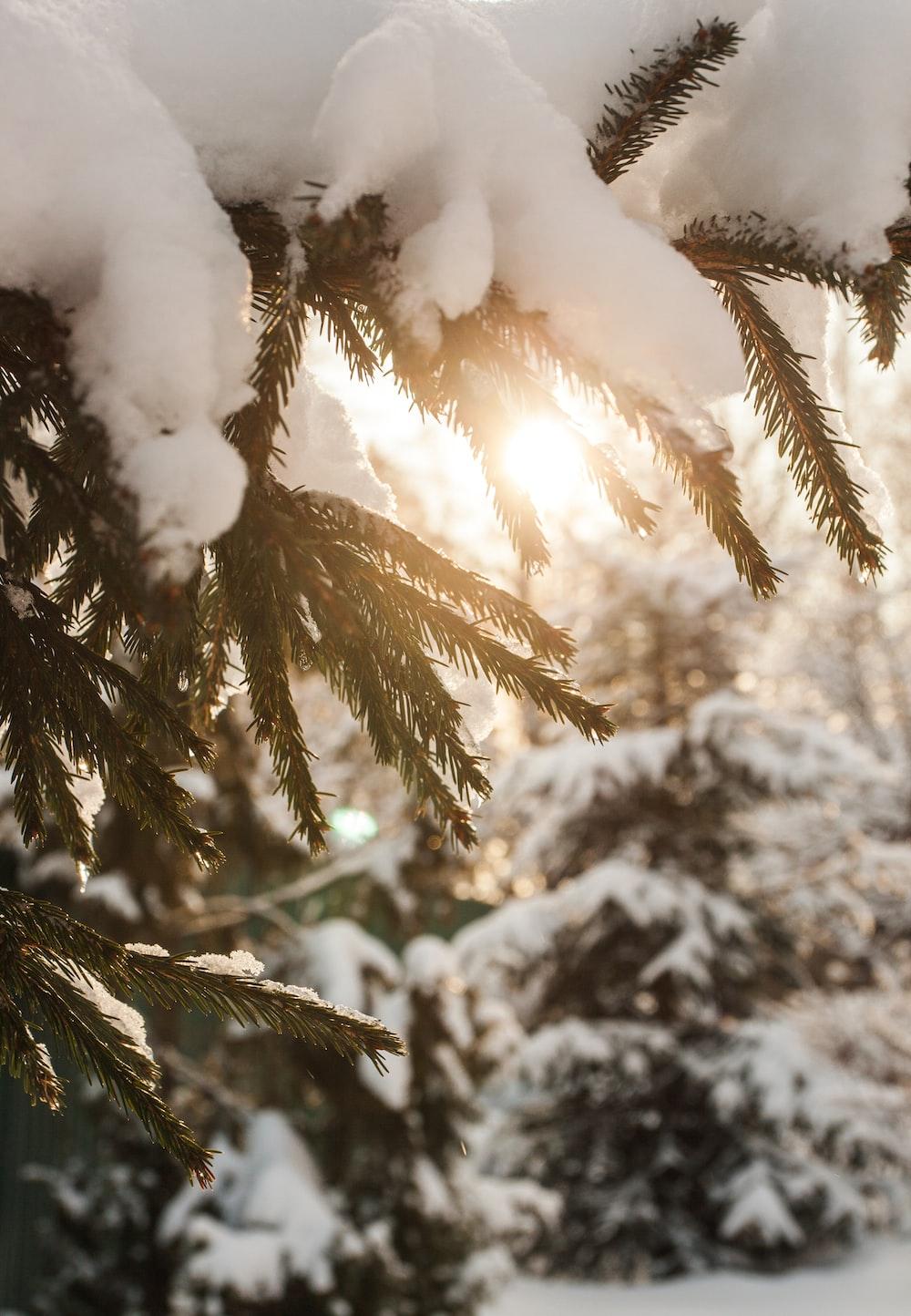 1000x1444 green pine tree covered with snow photo