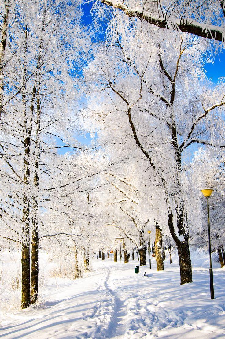 736x1108 Snowy trees. iPhone wallpaper winter, Winter wallpaper, Winter scenery