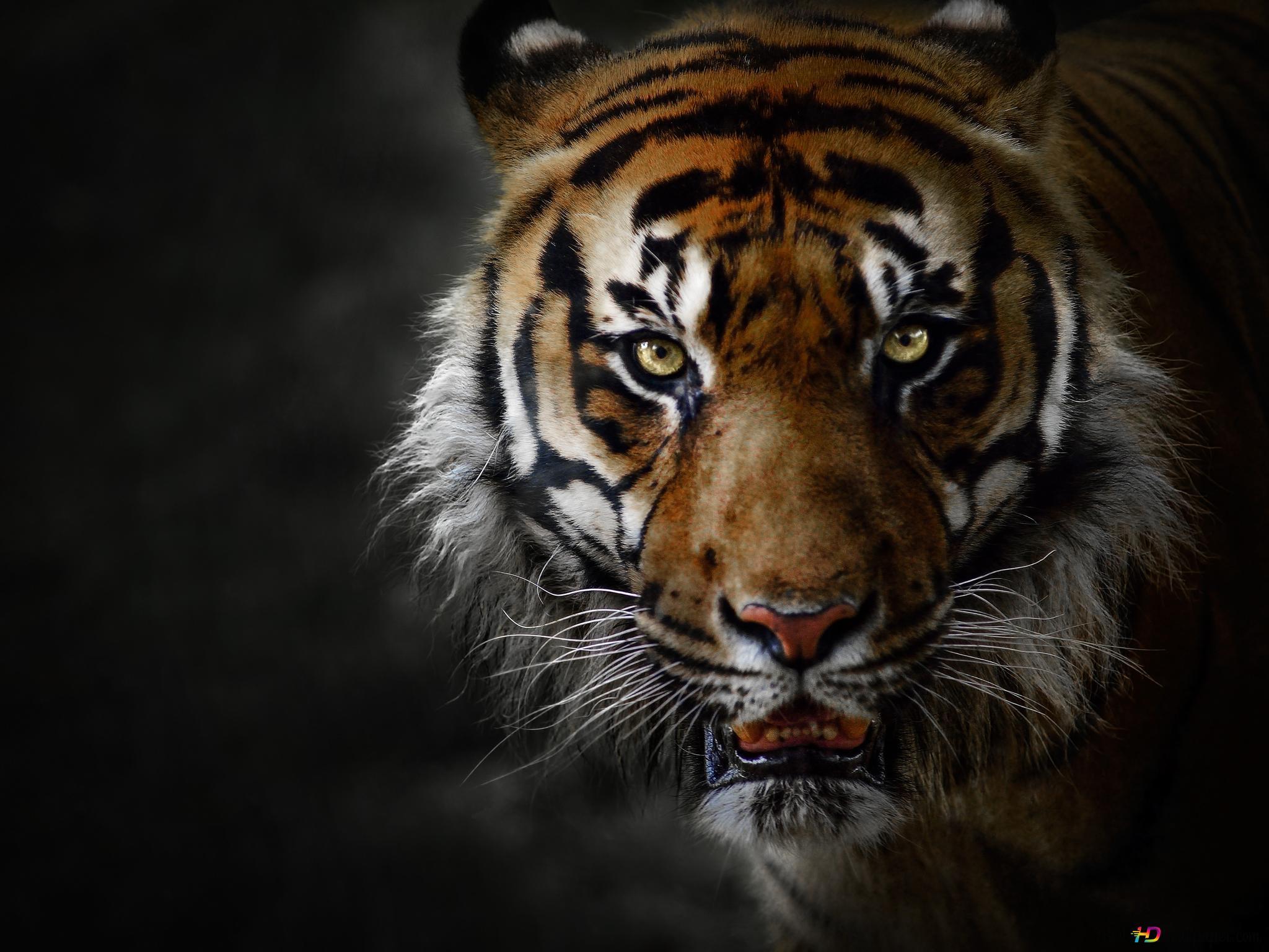 2048x1536 Tiger's predatory gaze 4K wallpaper download