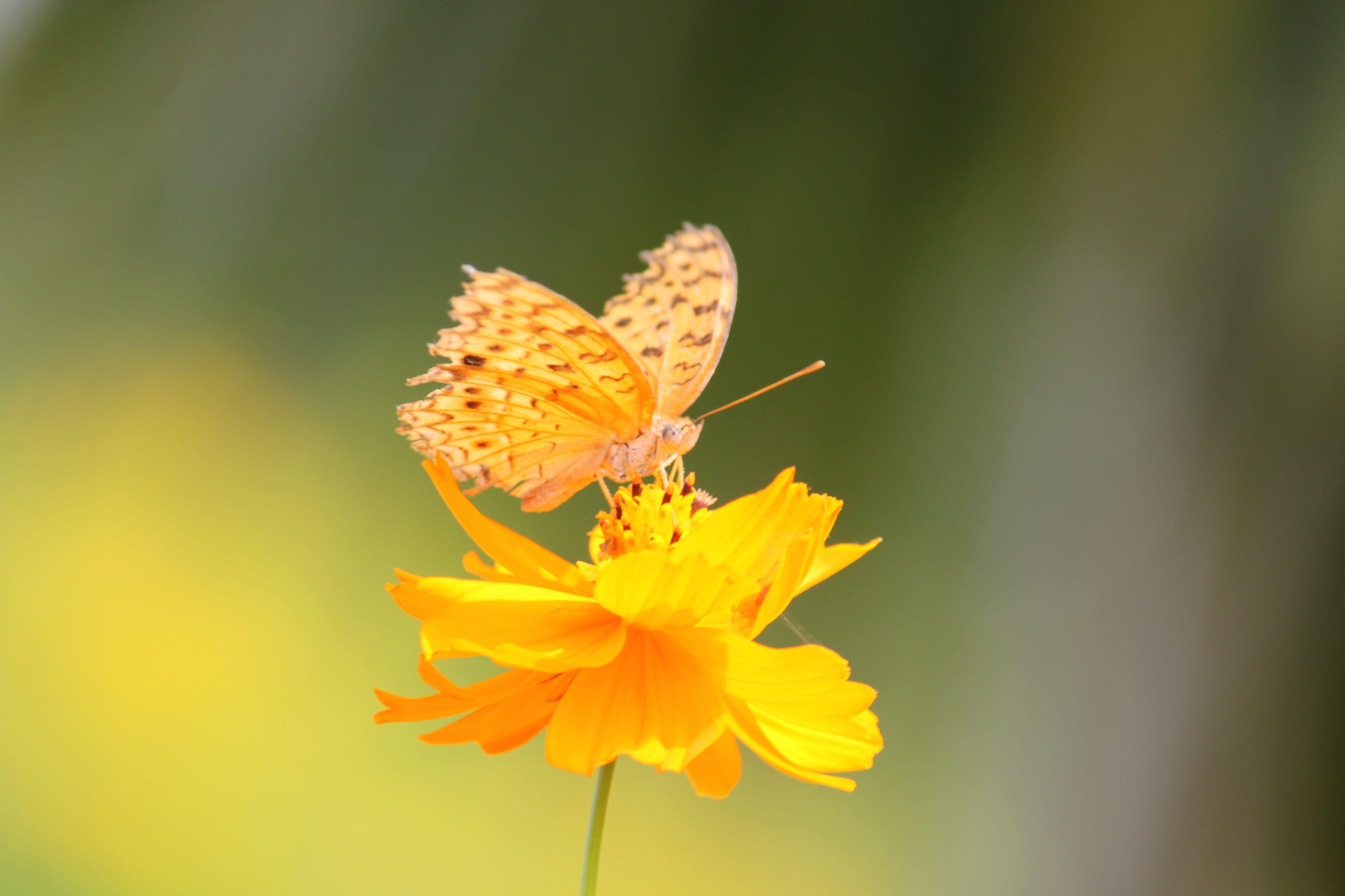 3500 Big Yellow Butterfly Stock Photos Pictures  RoyaltyFree Images   iStock