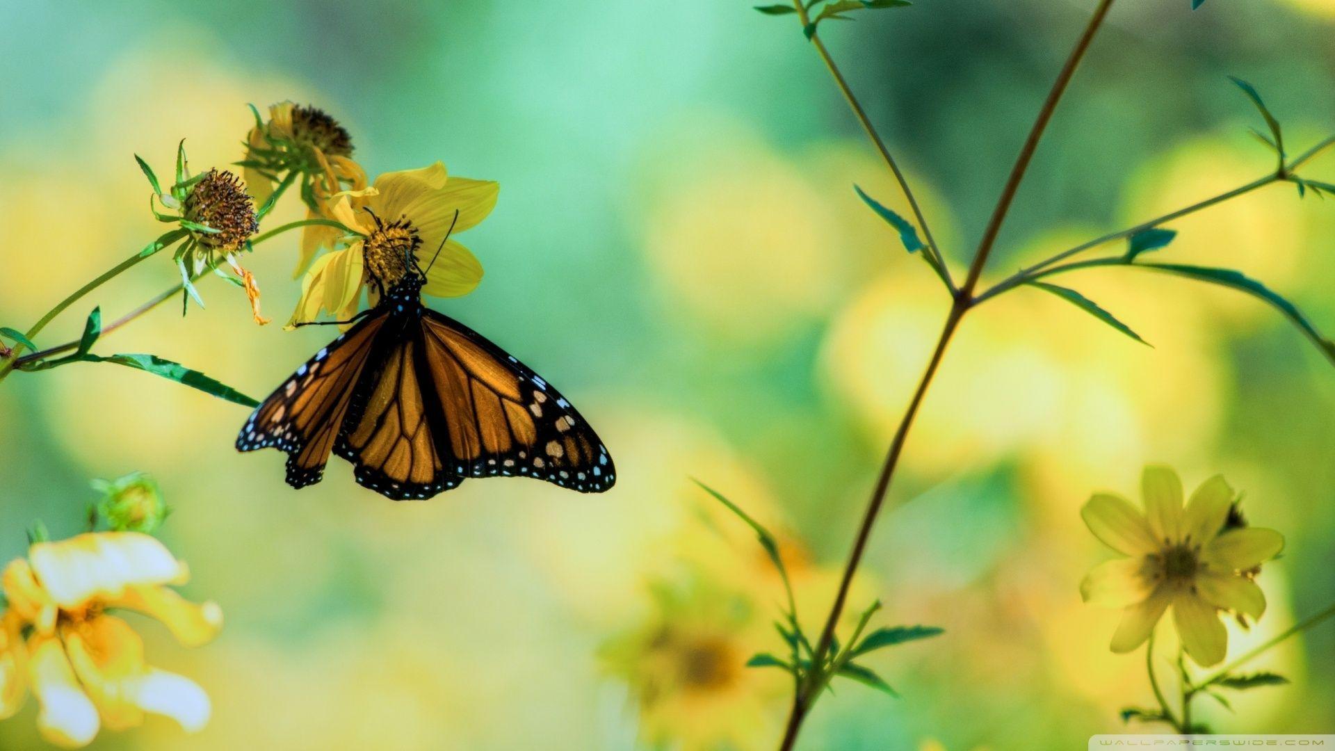 Yellow Butterfly Wallpapers - Top Free Yellow Butterfly Backgrounds -  WallpaperAccess