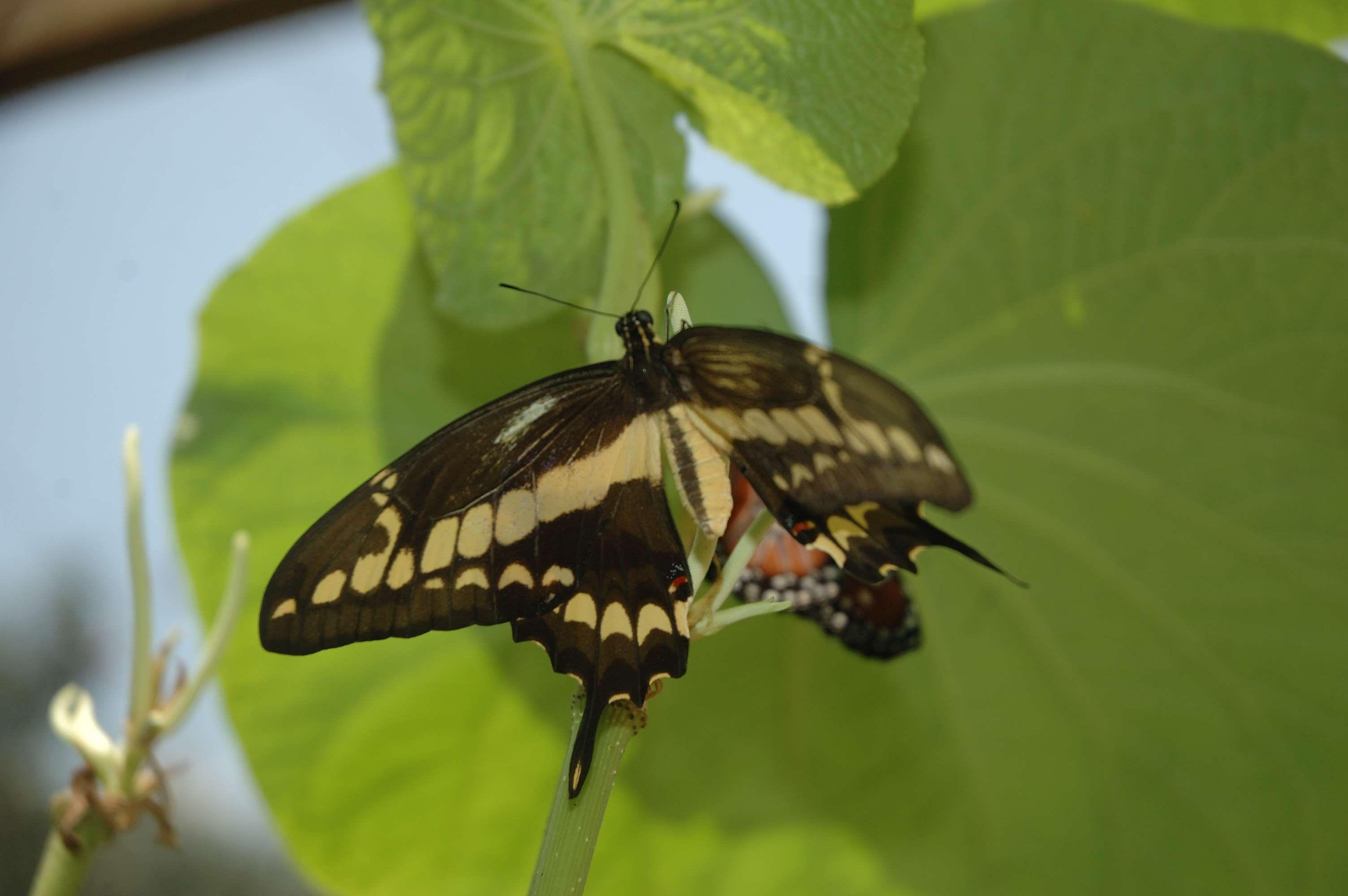 3008x2000 butterflies, butterfly, siproeta stelenes, yellow butterfly