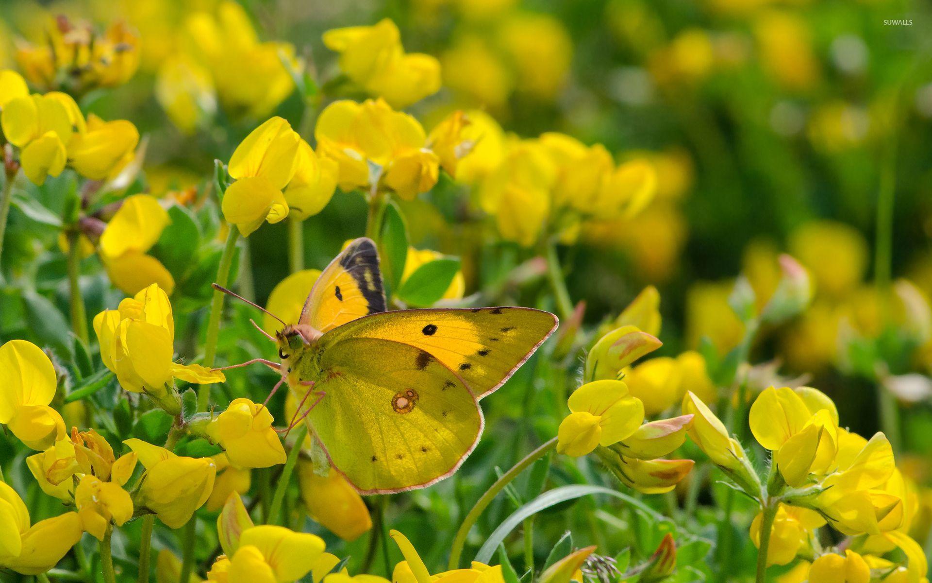 1920x1200 Yellow Butterfly Wallpaper 16 X 1200