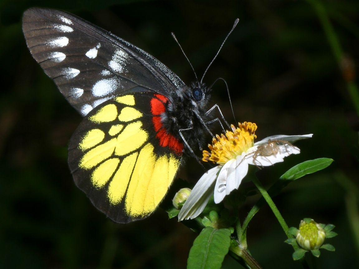 1152x864 Pieridae wallpaper