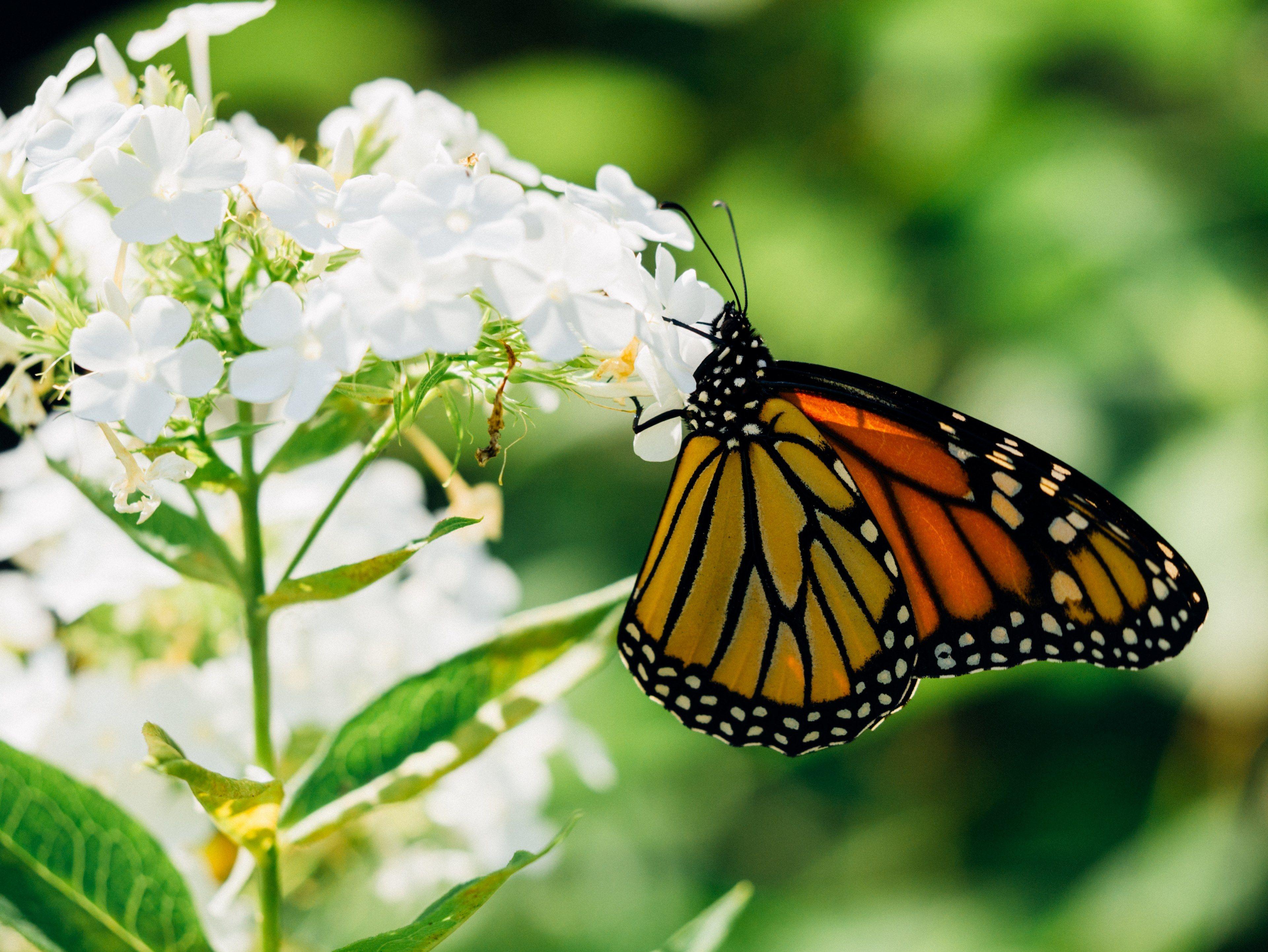 3840x2883 an orange and yellow butterfly on white flowers yellow orange