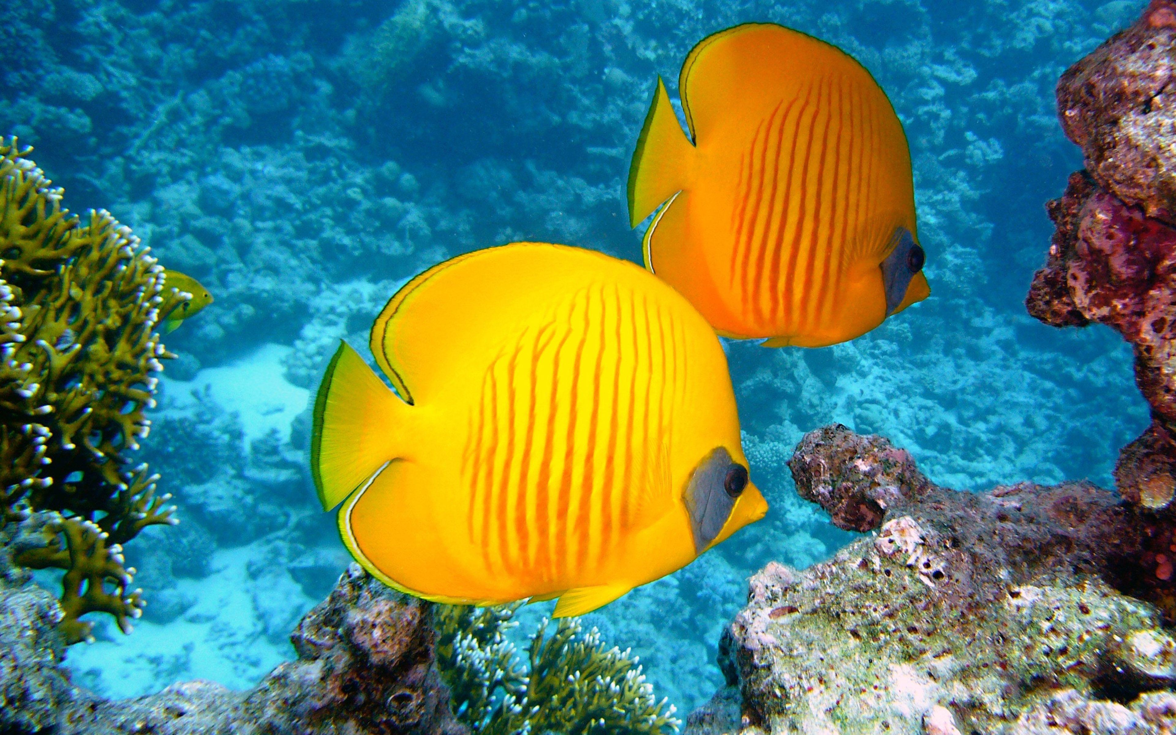 3840x2400 Download Beautiful Yellow Butterfly Fish Wallpaper