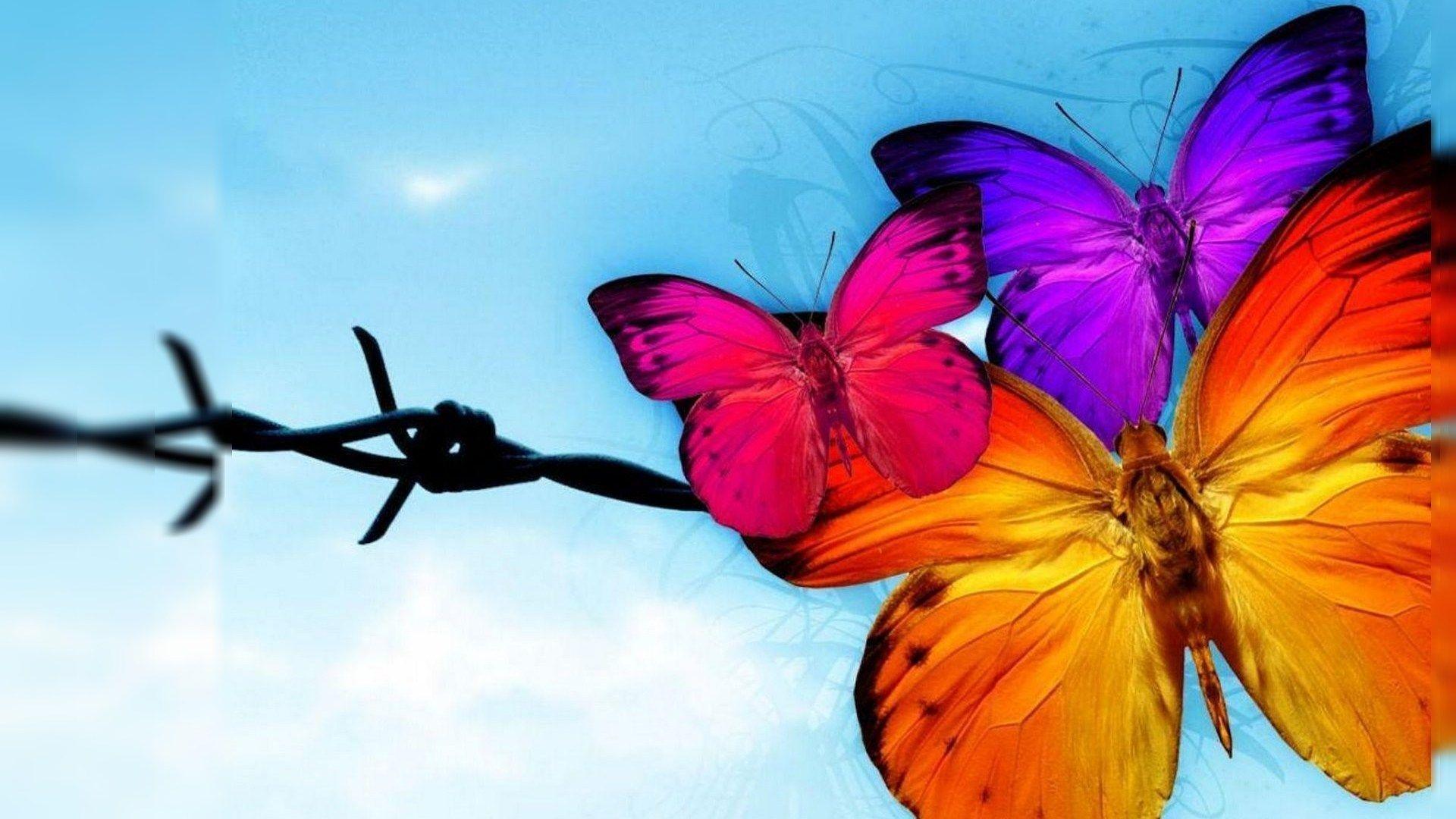 1920x1080 Free Beautiful Red Yellow Butterfly Wallpaper HD The Ghion Journal
