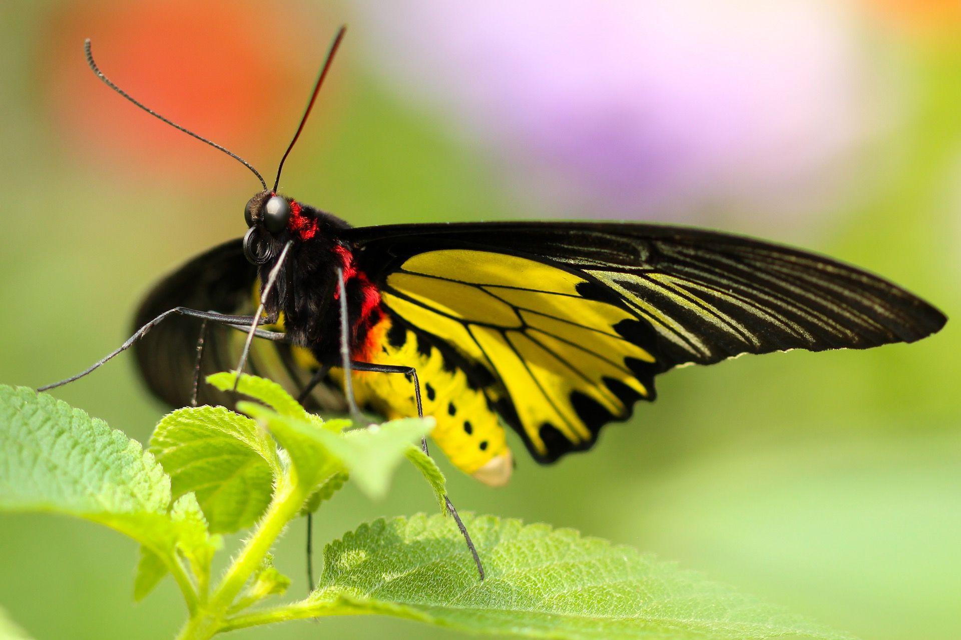 1920x1279 Wallpaper Black Red and Yellow Butterfly Perched on Green Leaf