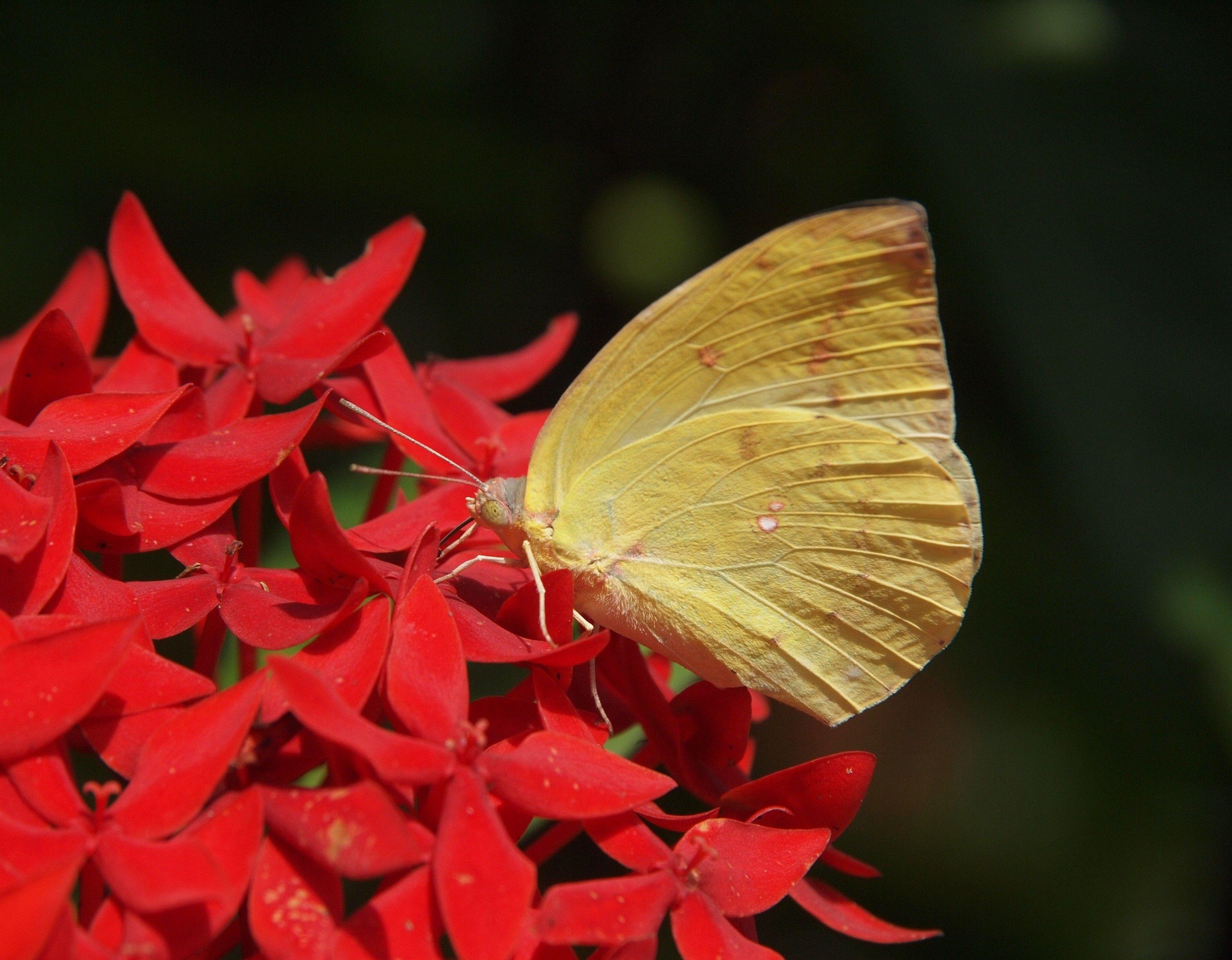 3024x2357 Download 3024x2357 Yellow Butterfly, Wings, Red Flowers, Insects