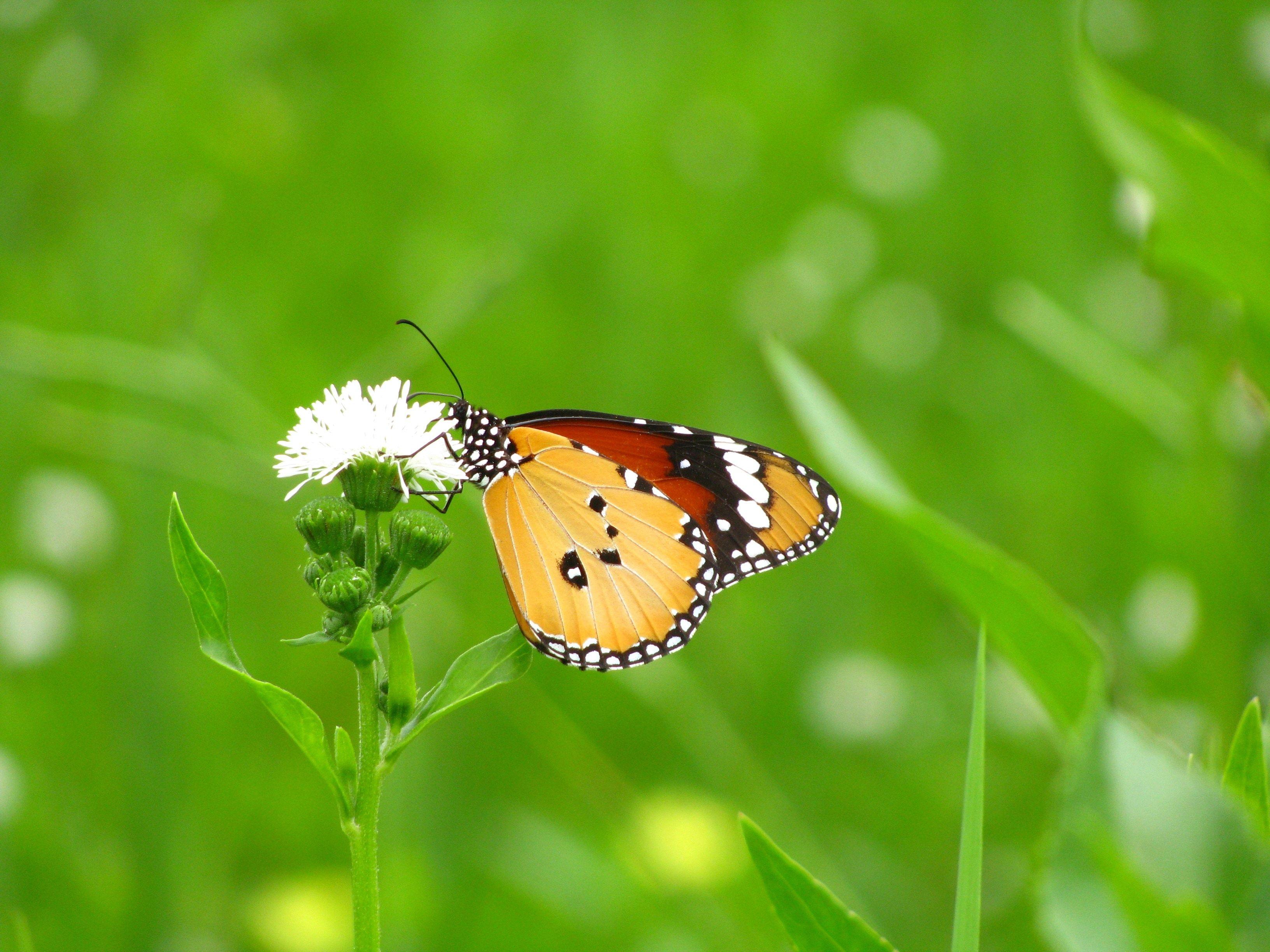 3264x2448 brown and yellow butterfly free image