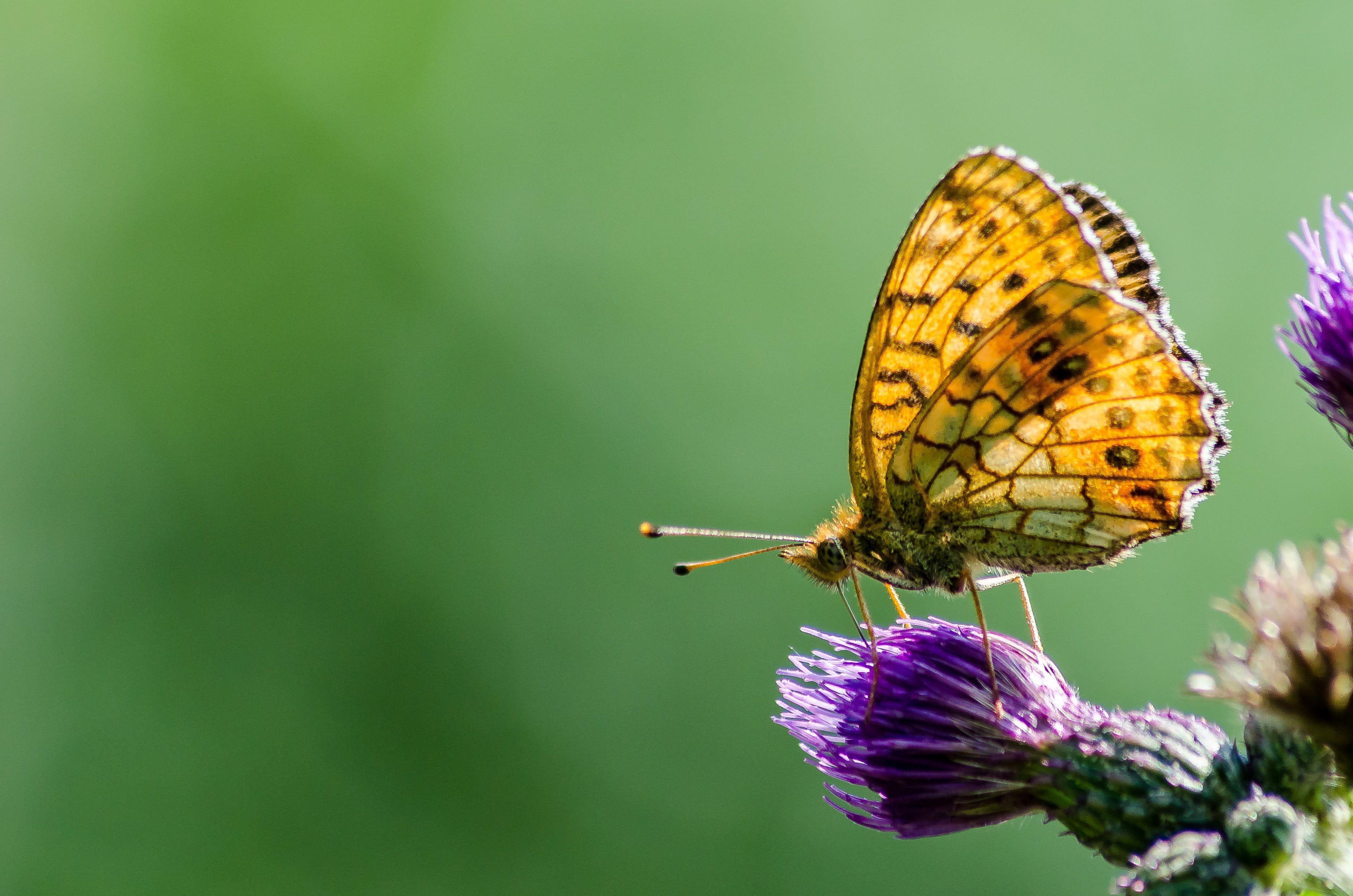 Yellow Butterfly Wallpapers - Top Free Yellow Butterfly Backgrounds ...