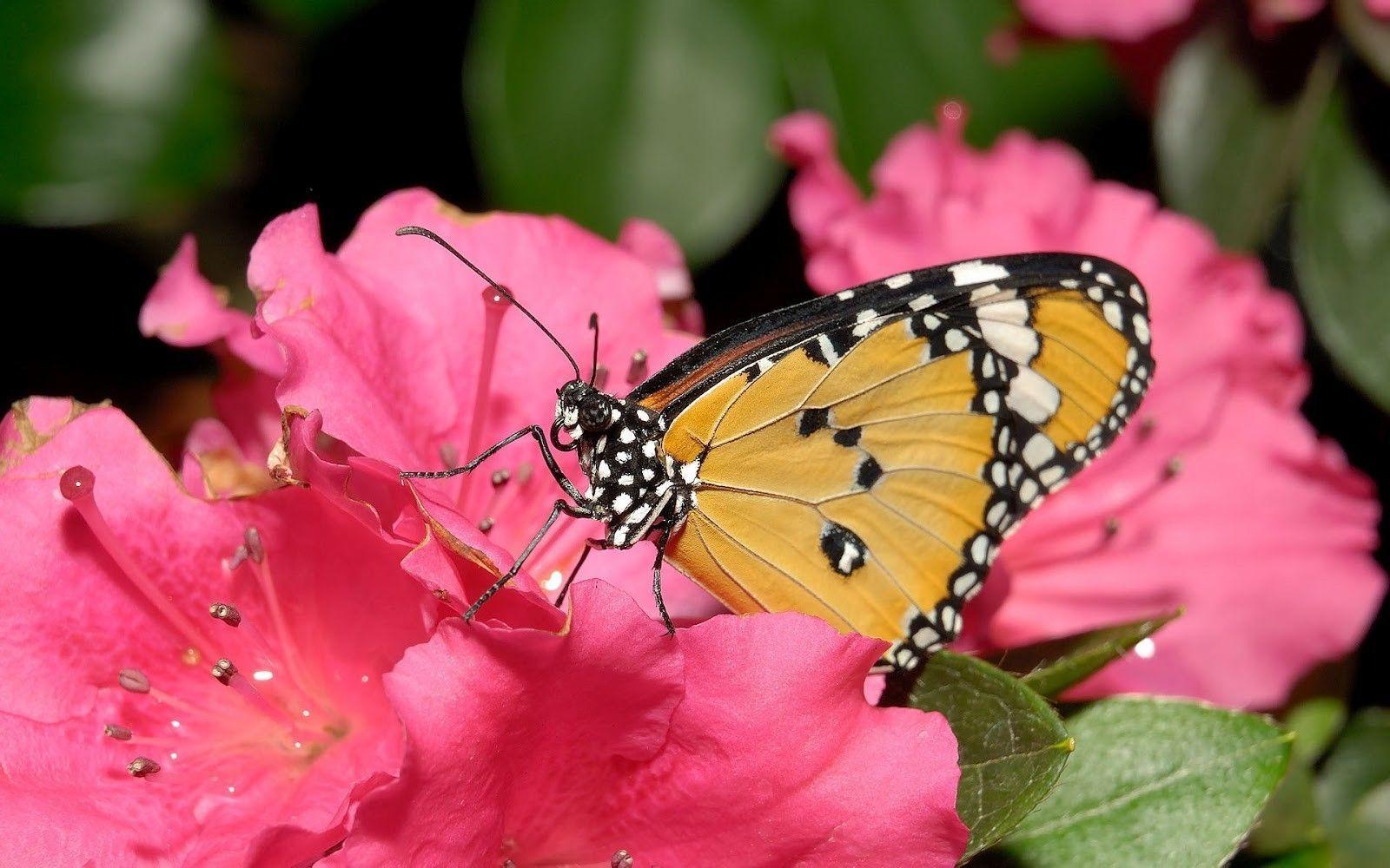 1600x1000 Yellow Butterfly on Pink Flower