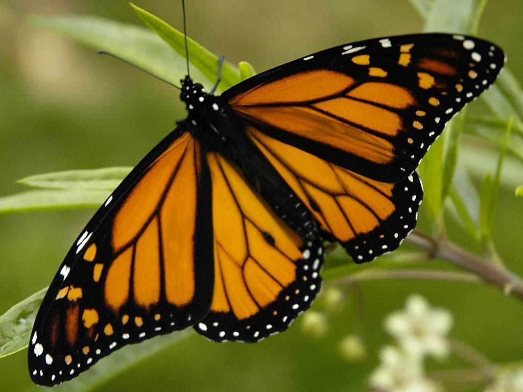 1024x768 Yellow Butterfly Wallpaper WallDevil. HD Wallpaper
