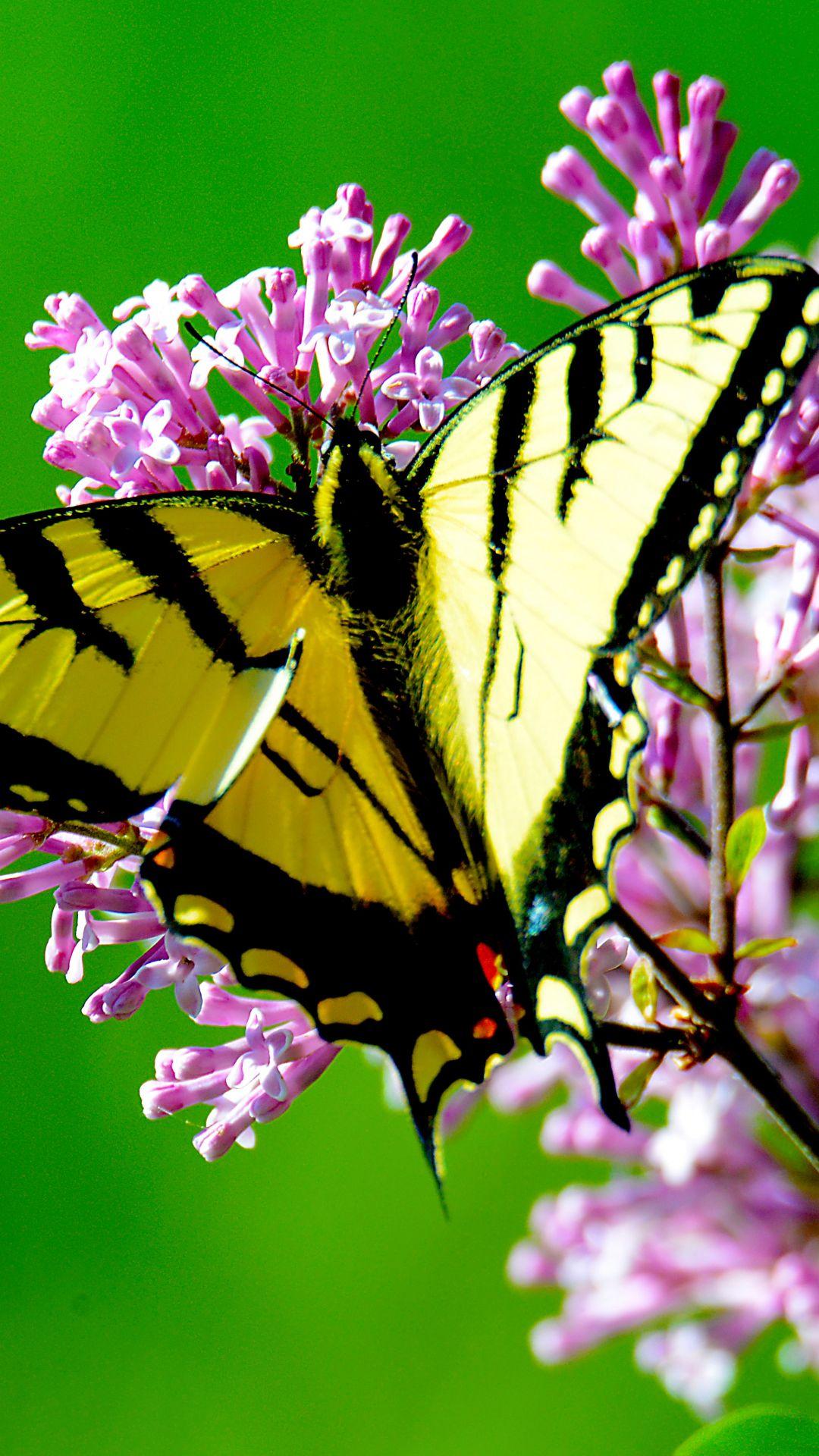 Yellow Butterflies iPhone Wallpapers Top Free Yellow Butterflies