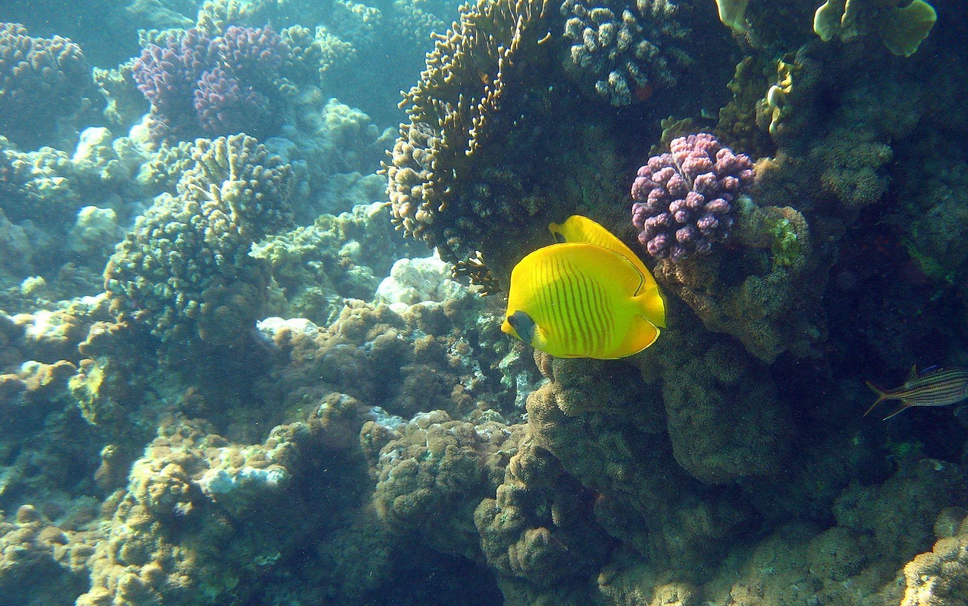 1920x1202 Download Best Yellow Butterfly Fish Wallpaper