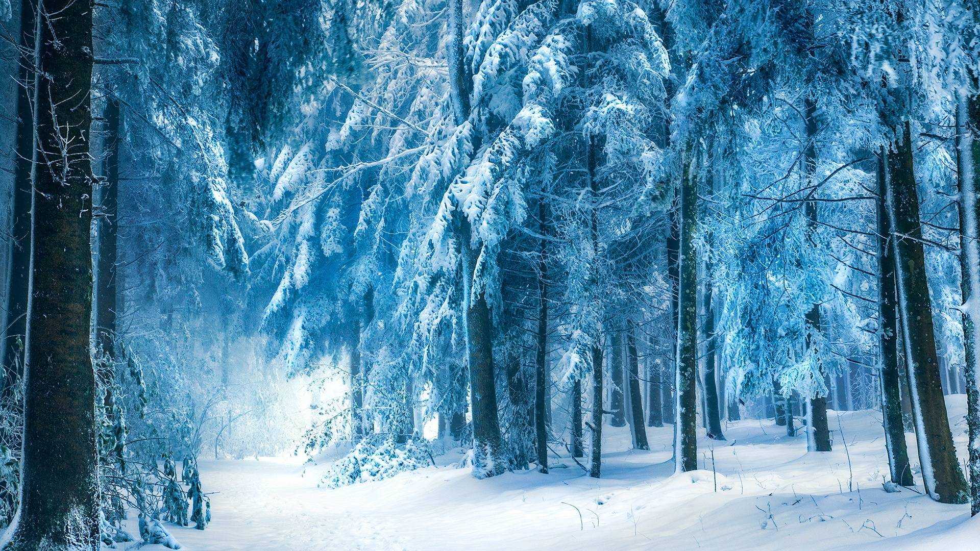 1920x1080 Winter Fantasy Forest Wallpaper
