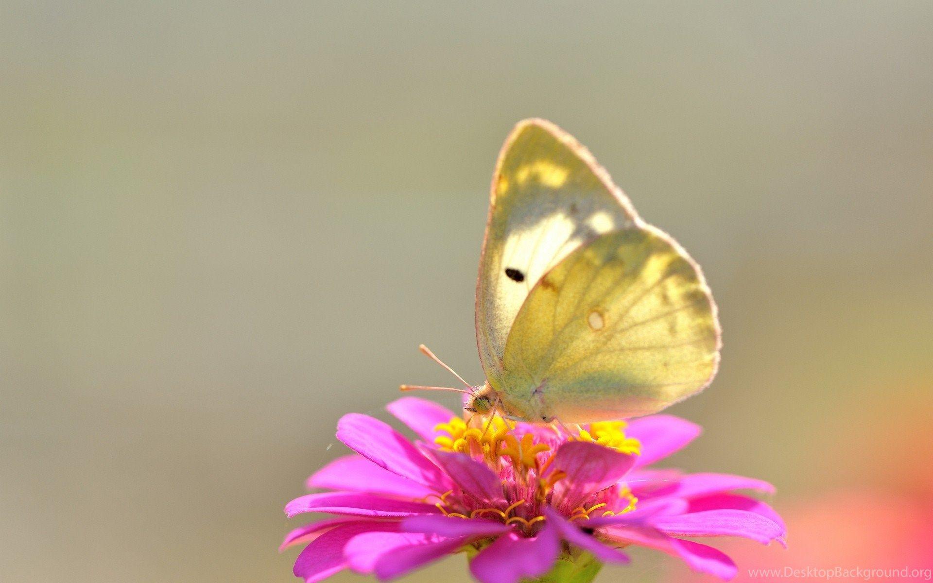 1920x1200 Yellow Butterfly On Pink Flower Wallpaper And Image Wallpaper