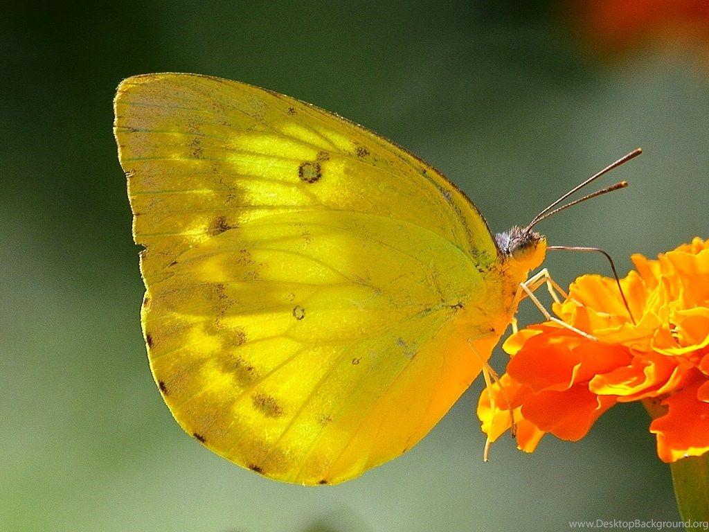 1024x768 Butterfly Yellow Butterfly Wallpaper HD