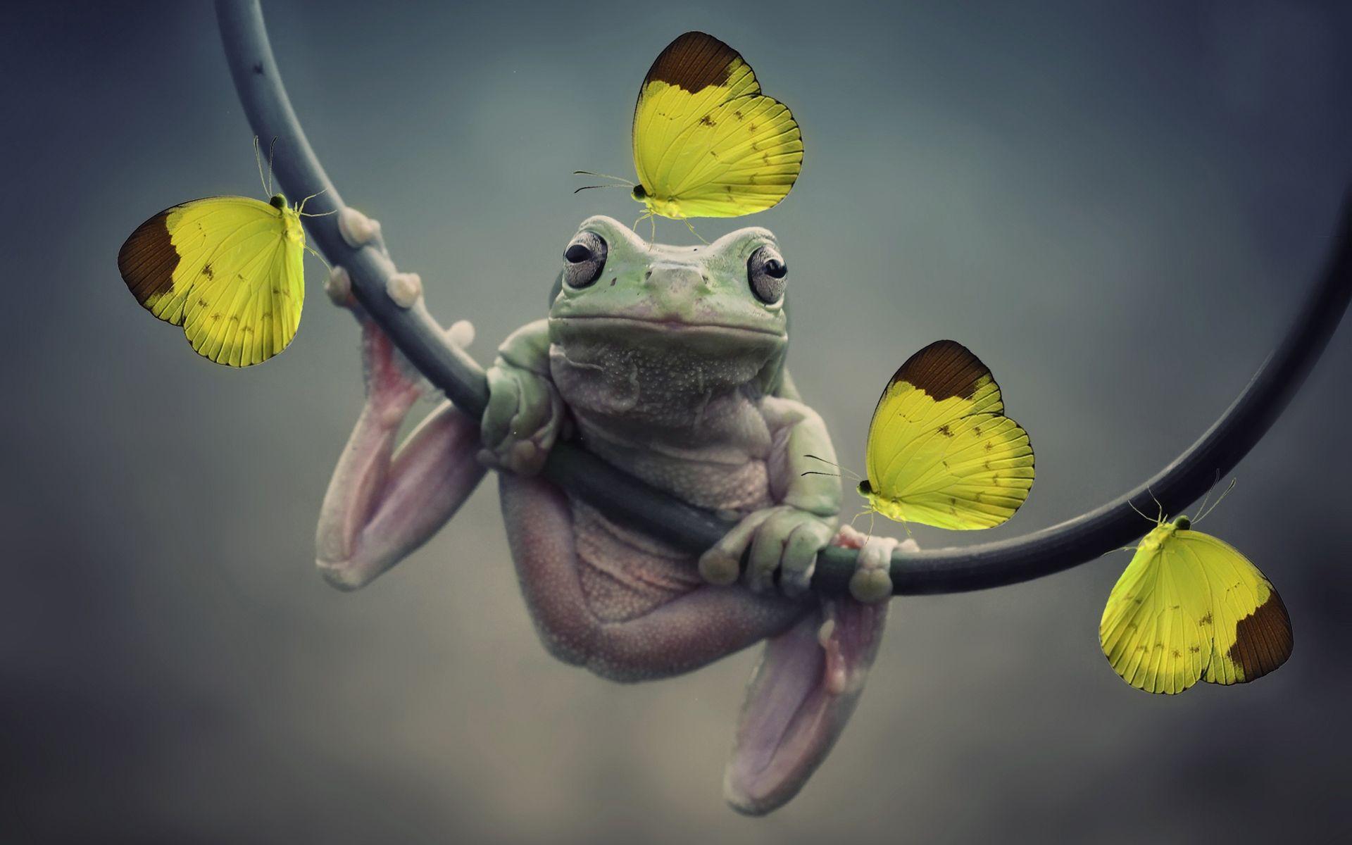 1920x1200 Frog Yellow Butterflies Wallpaper and Free