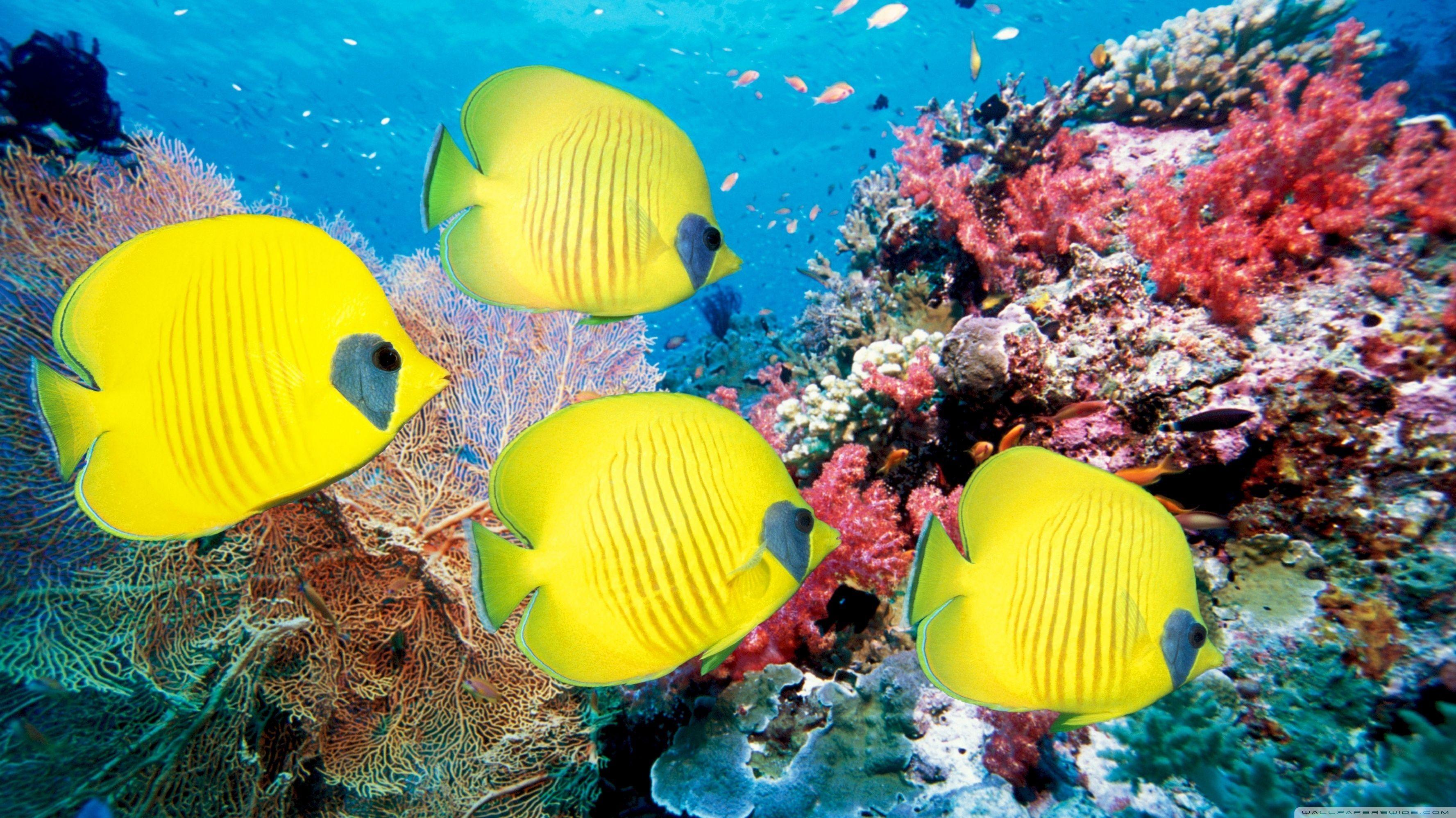 3554x1999 Download Greatest Yellow Butterfly Fish Wallpaper
