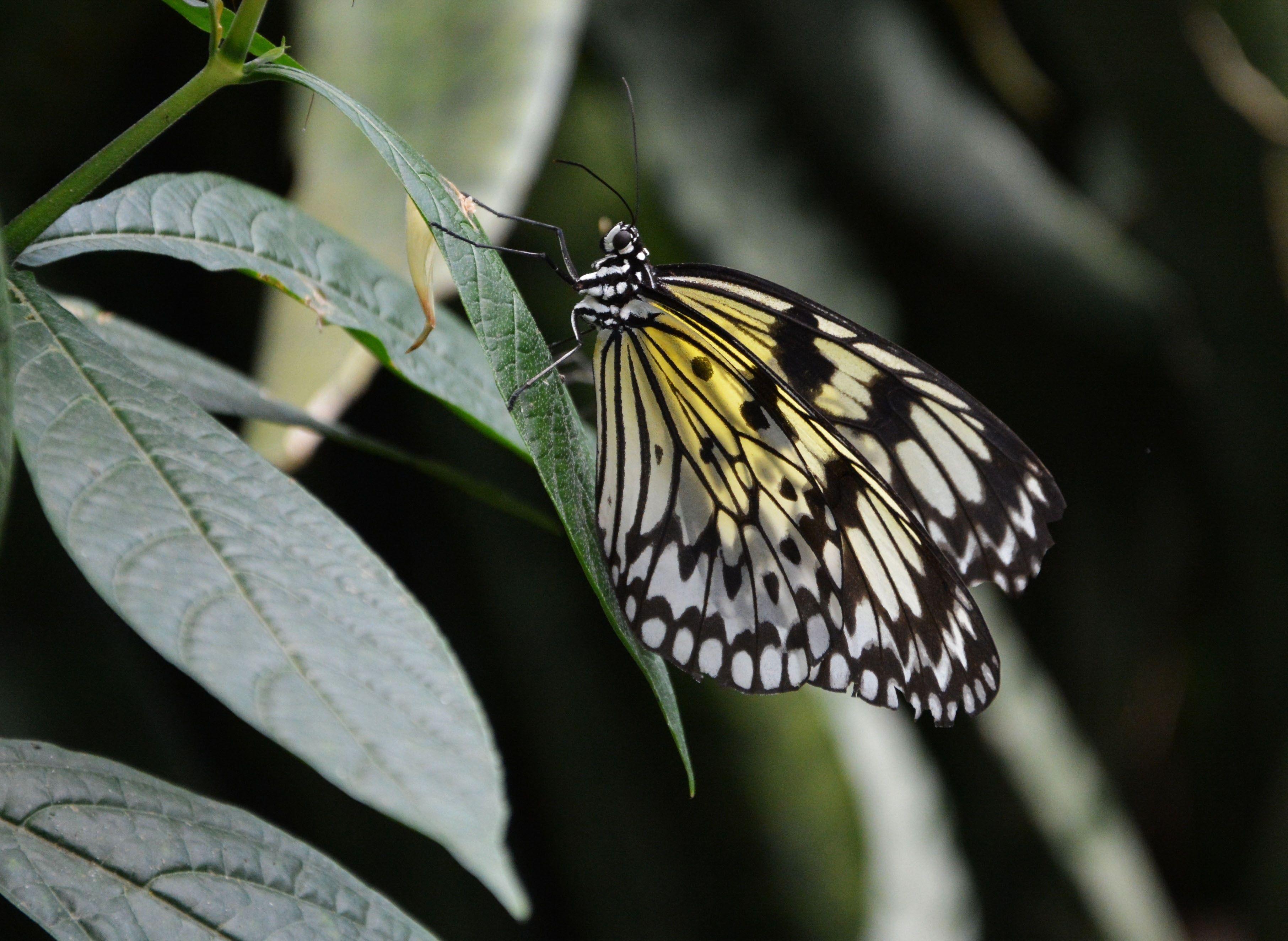 3625x2649 black and yellow butterfly free image