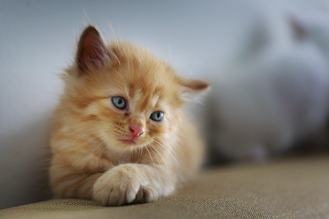 1280x853 Signs Of Pain In Your Cat 7 PetVets
