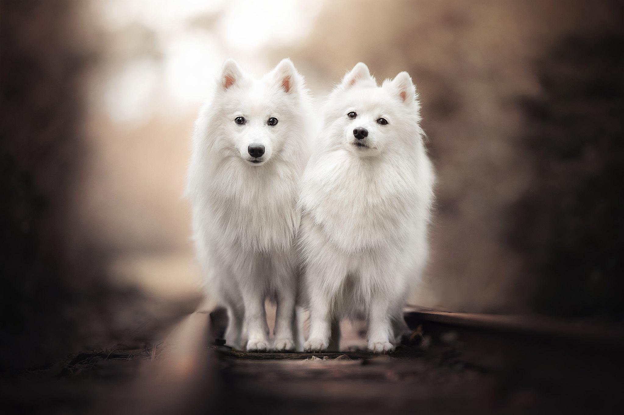 2048x1365 Spitz HD Wallpaper