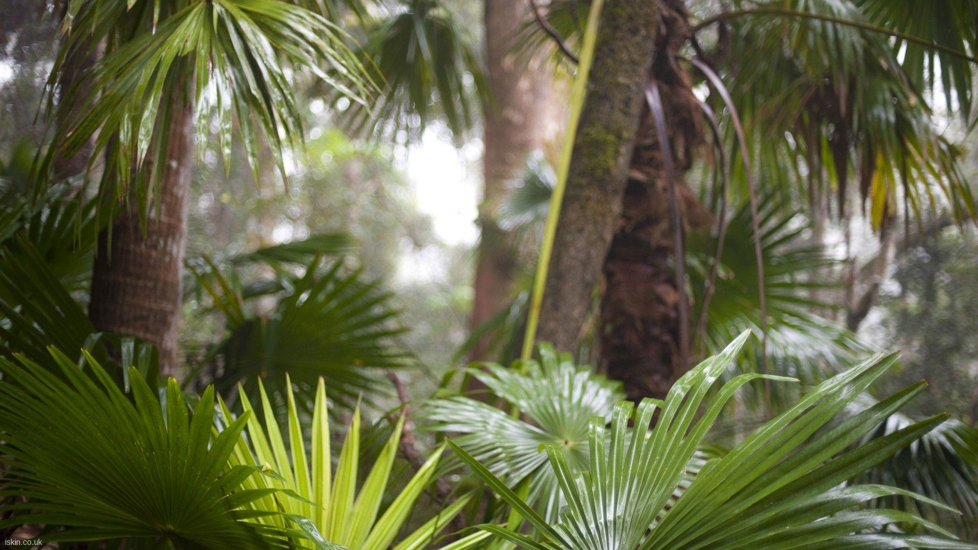 1920x1080 Nature: Subtropical Rainforest, desktop wallpaper nr. 58571